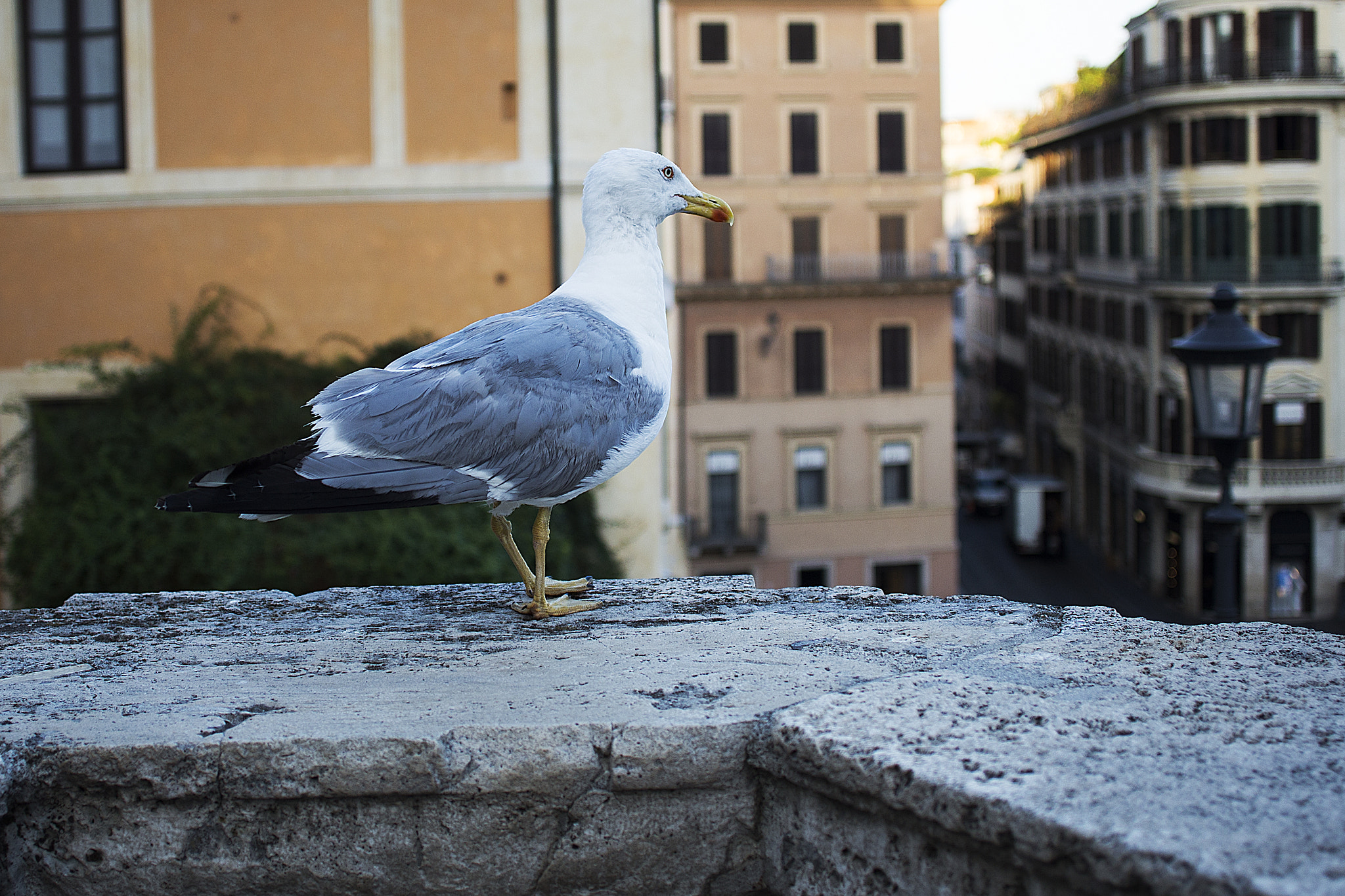 Canon EF 28mm F2.8 IS USM sample photo. Seagull in rome photography