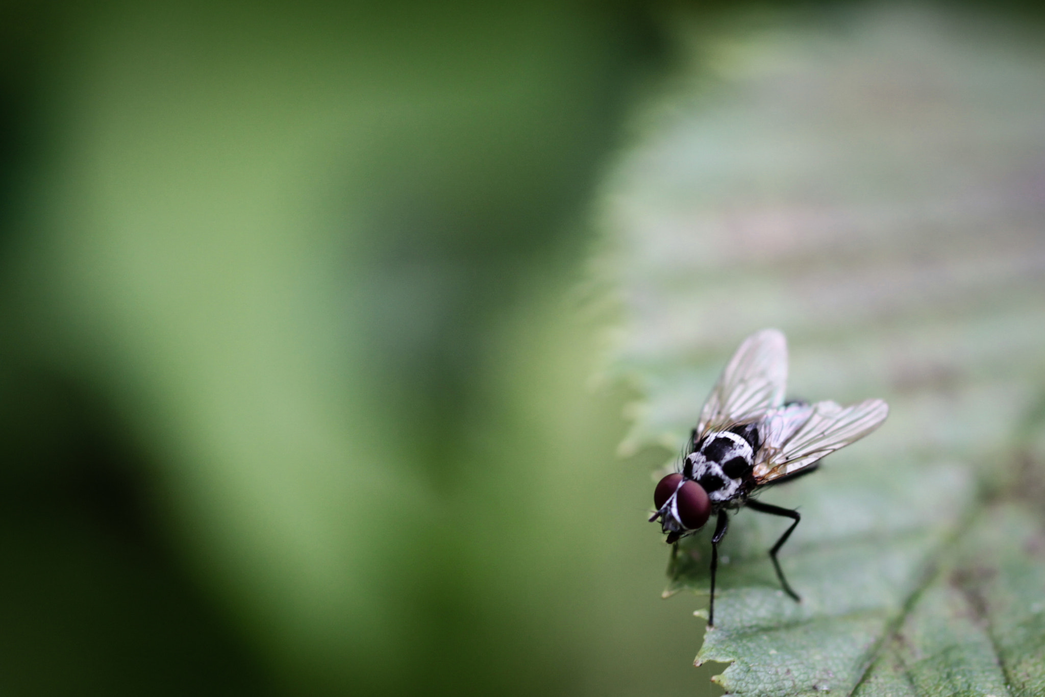 Sigma 50mm F1.4 EX DG HSM sample photo. Little quiet fly photography
