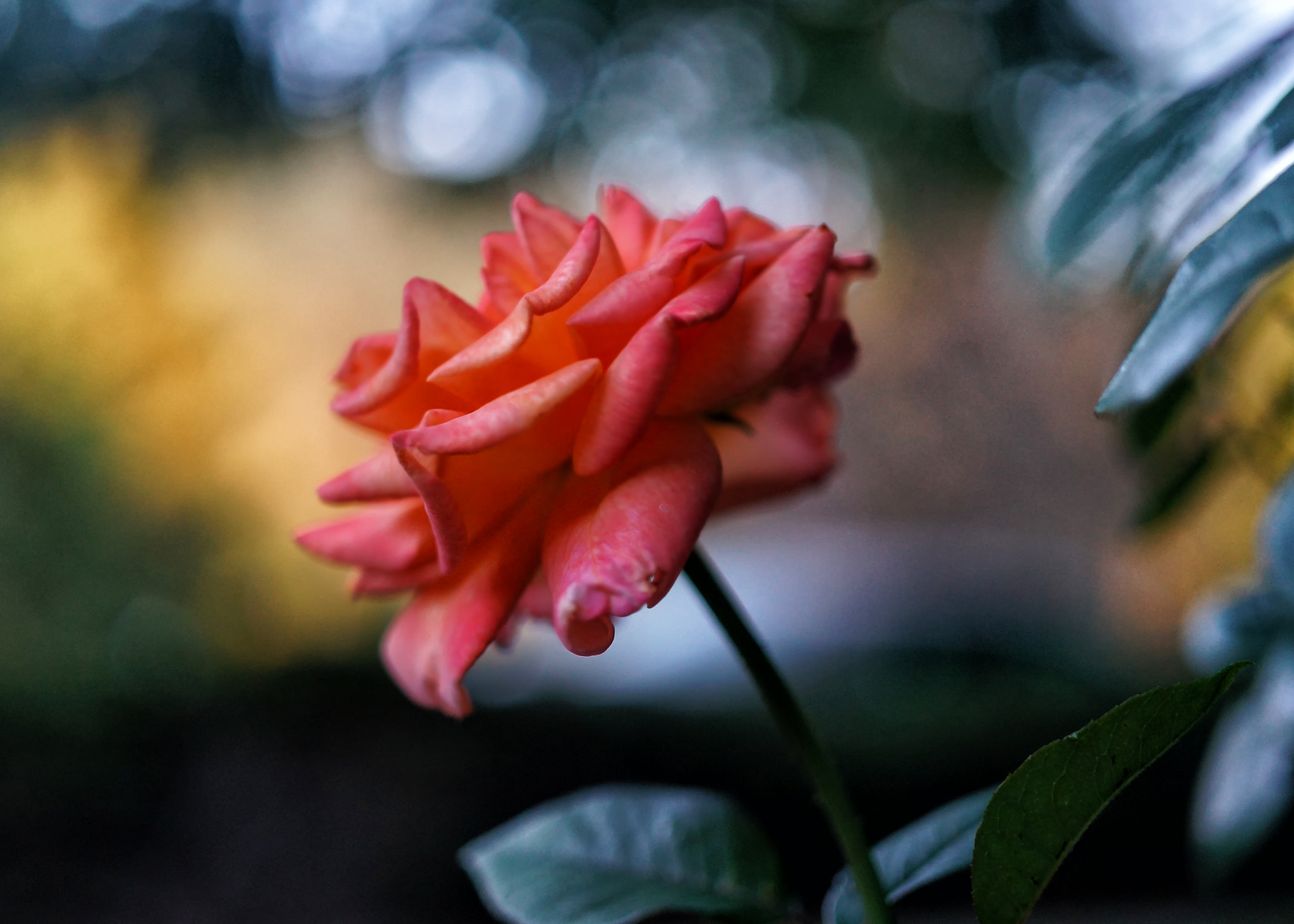 Sony Alpha NEX-6 + E 32mm F1.8 sample photo. Rose photography