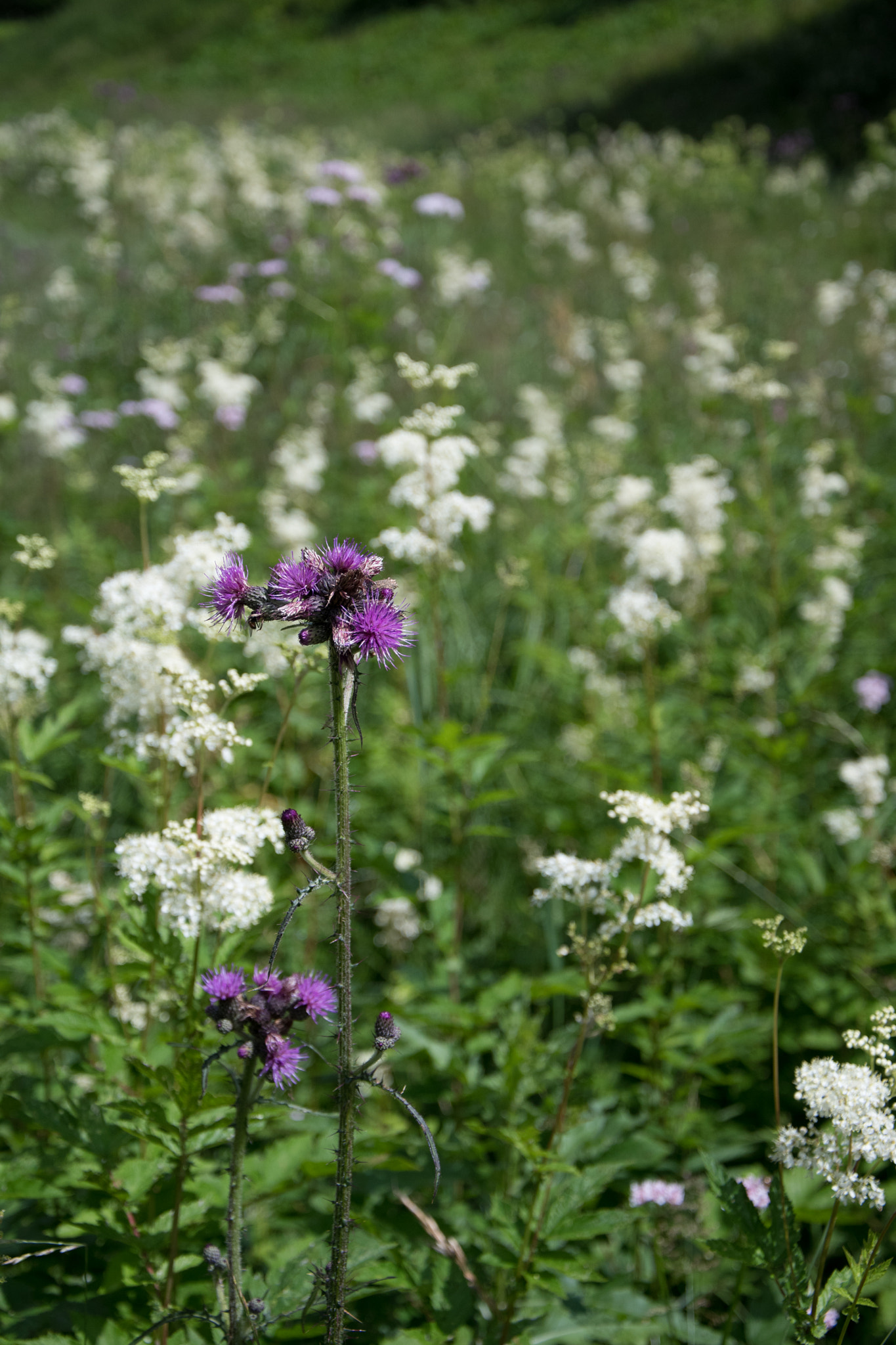 Nikon D500 sample photo. Fleur violette photography
