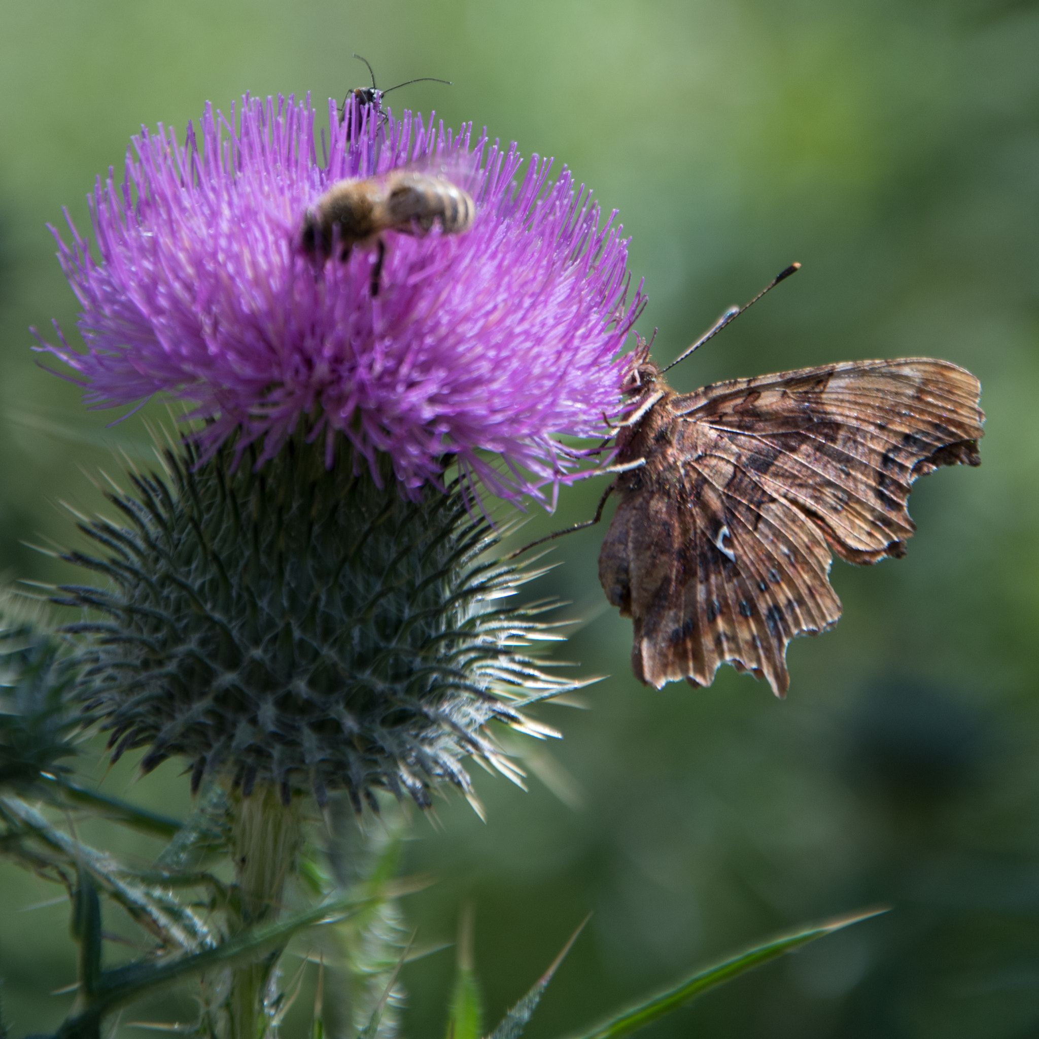 Nikon D500 + Nikon AF-S DX Nikkor 18-105mm F3.5-5.6G ED VR sample photo. Wild butterfly photography