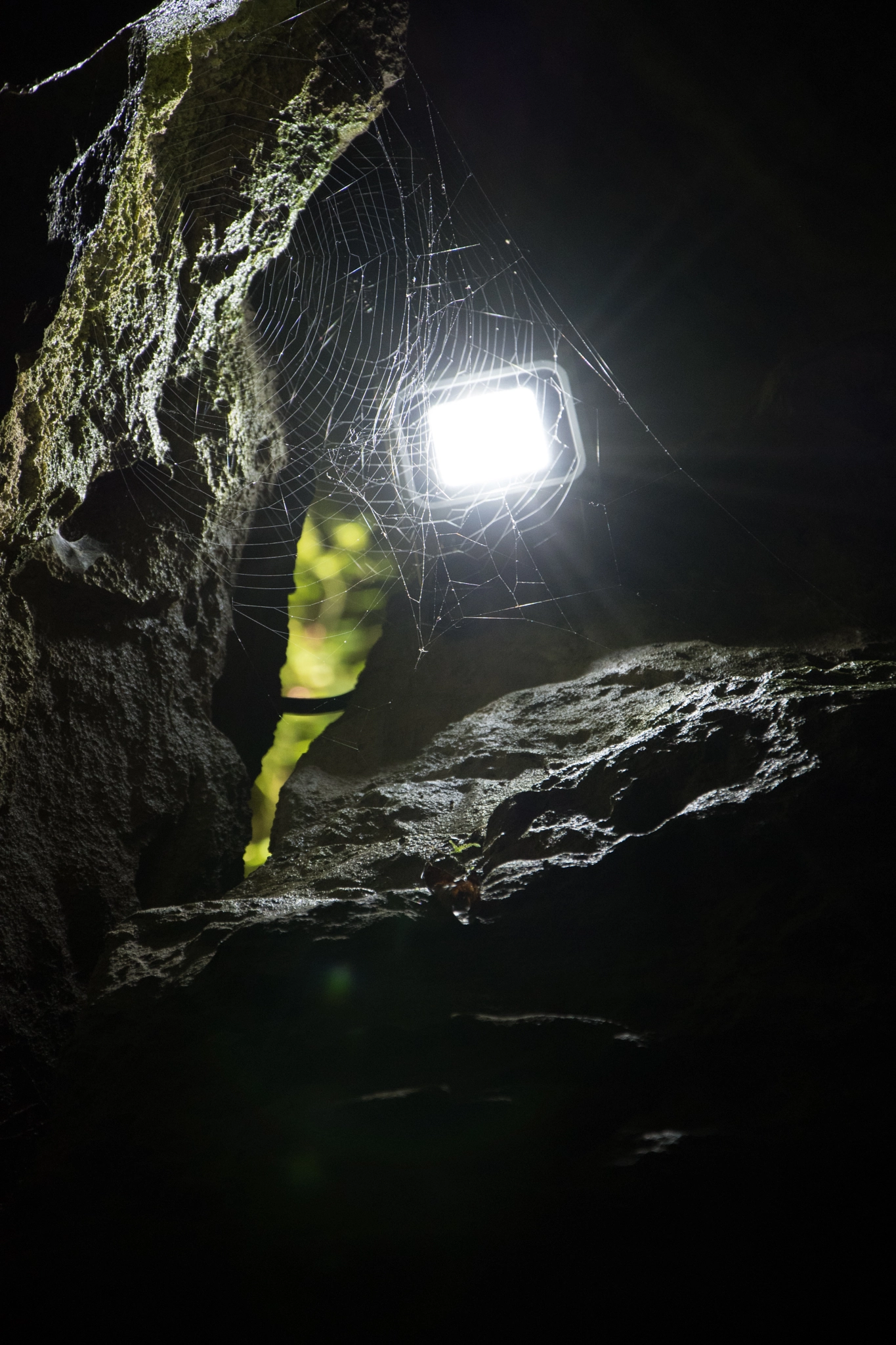 Nikon D500 sample photo. Spider web photography
