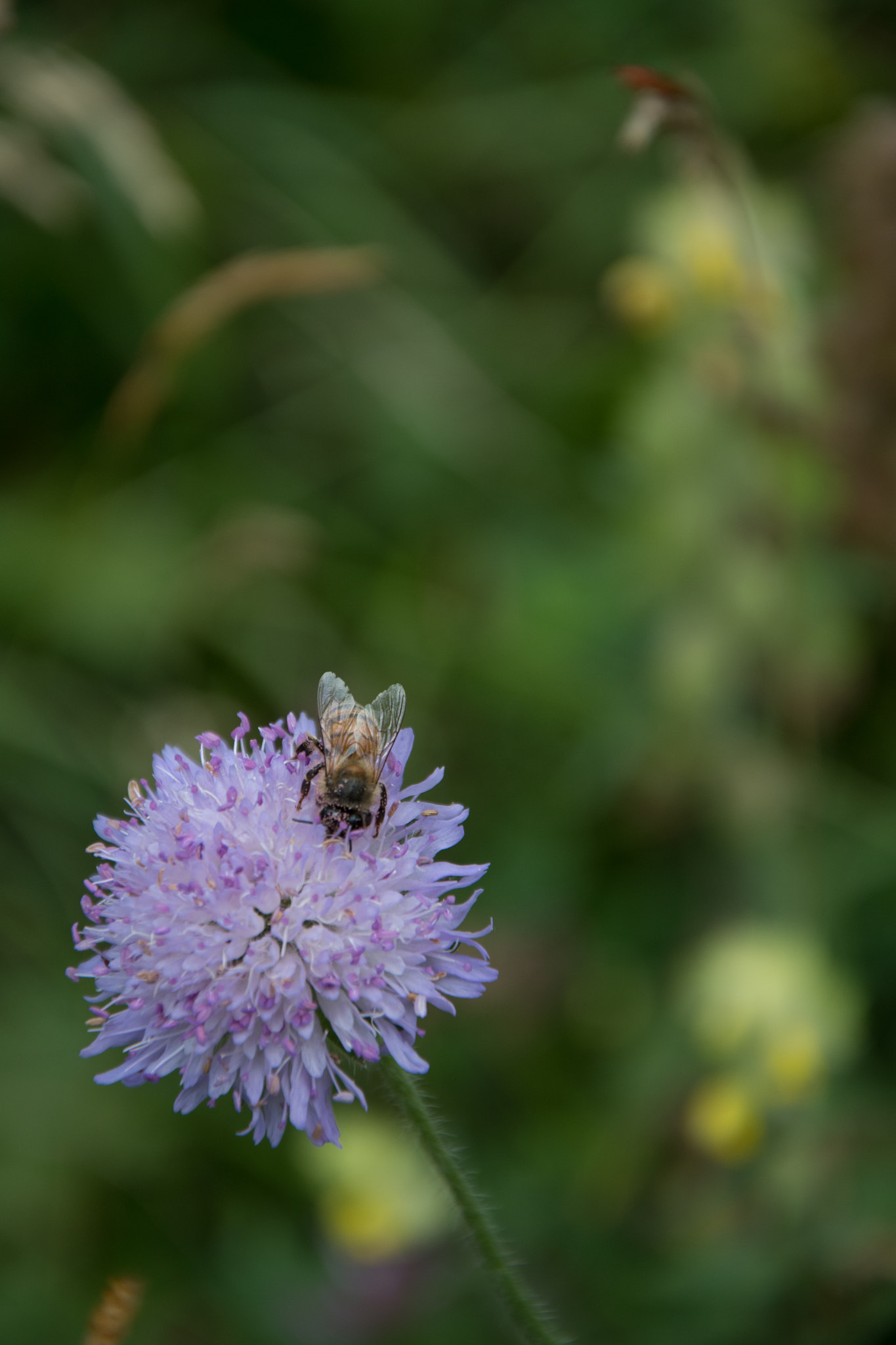 Nikon D500 + Nikon AF-S DX Nikkor 18-105mm F3.5-5.6G ED VR sample photo. Bee photography