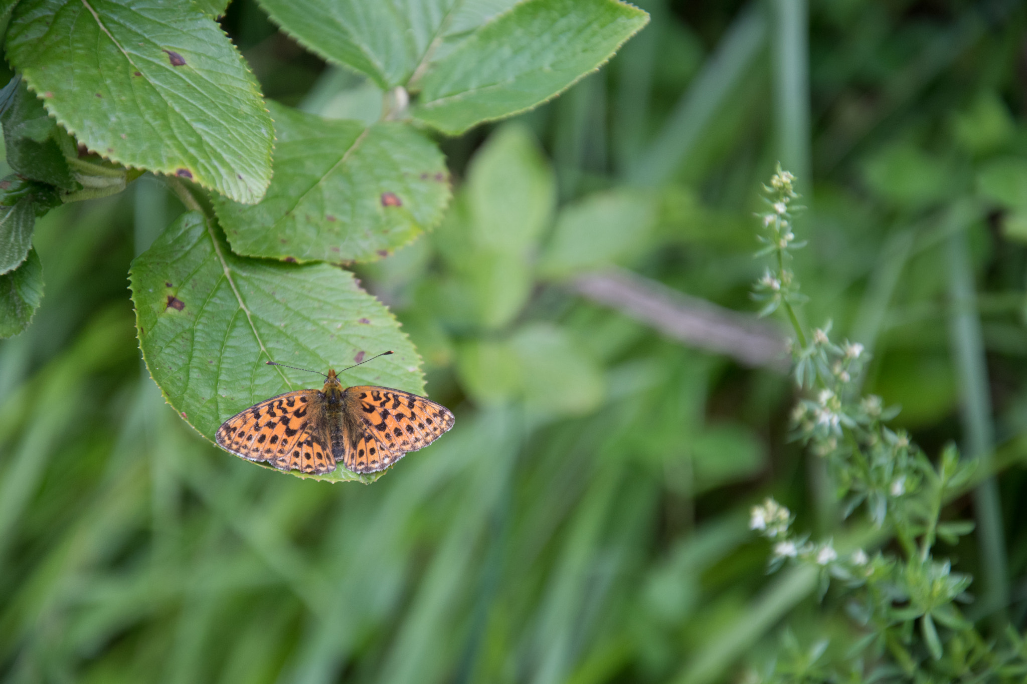 Nikon D500 sample photo. Wild butterfly photography