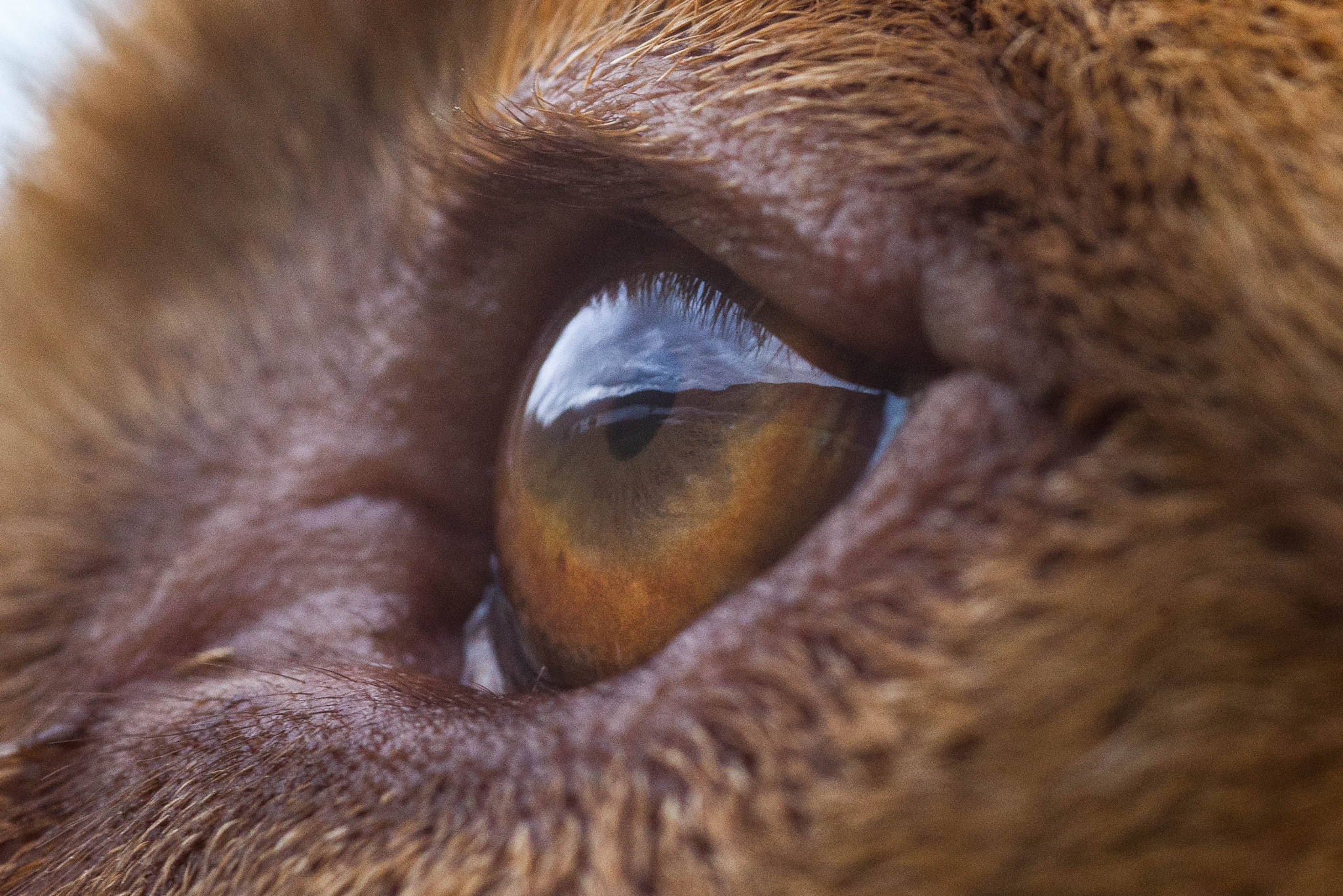 Sigma 105mm F2.8 EX DG Macro sample photo. Loving  to be outside photography
