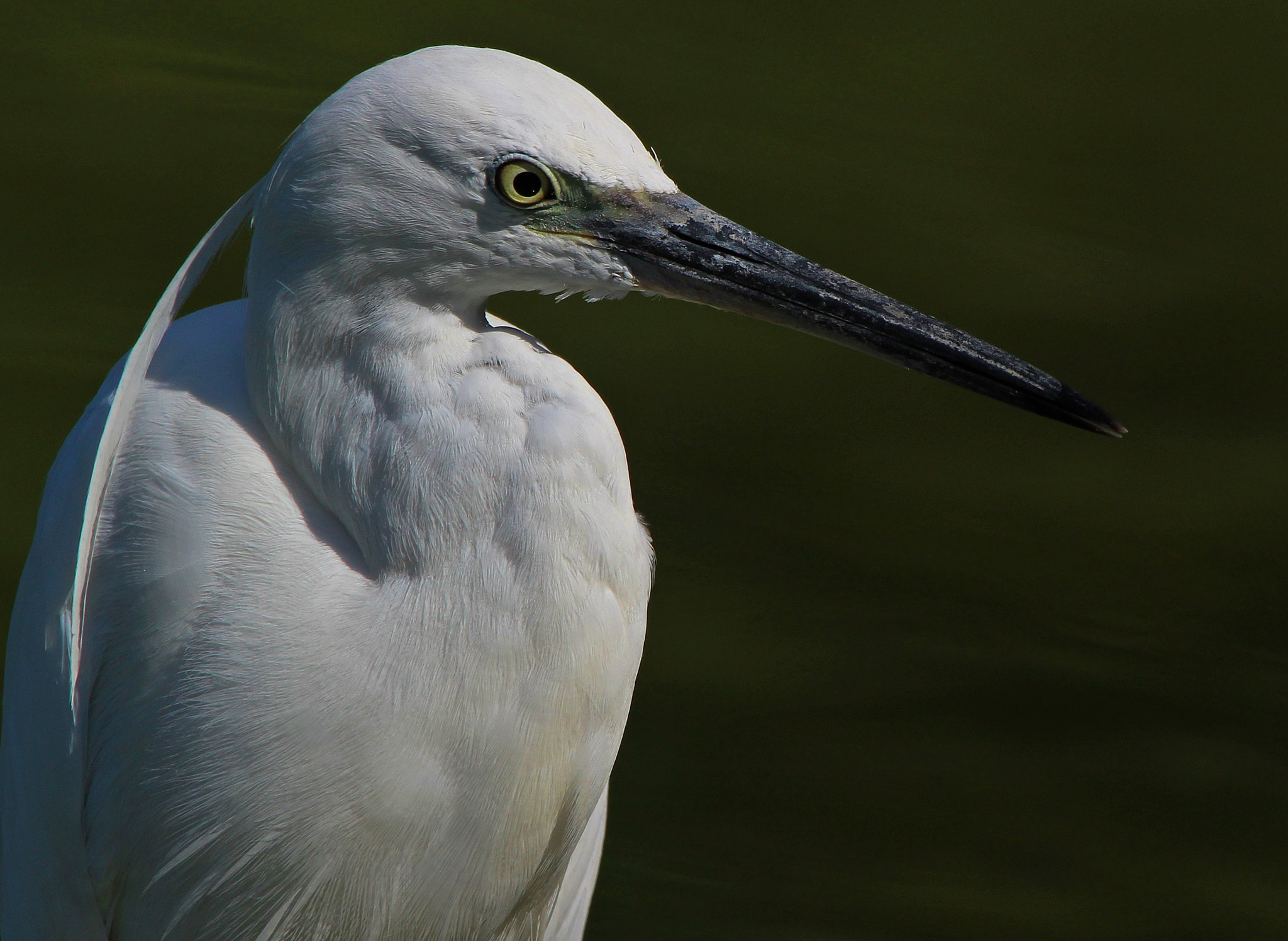 Sigma 150-500mm F5-6.3 DG OS HSM sample photo. Little egret portrait, garzetta  photography
