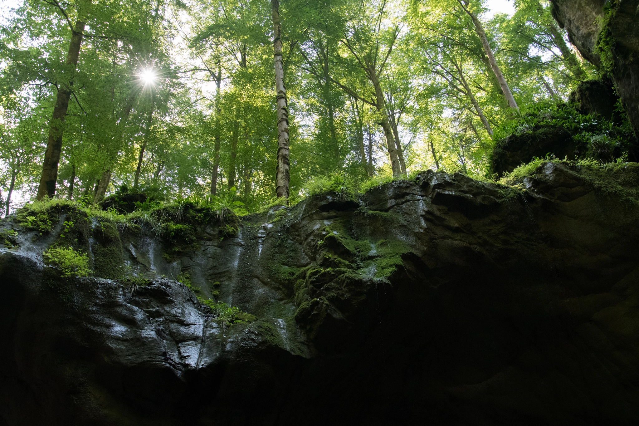 Nikon D500 sample photo. Forêt sur rock photography