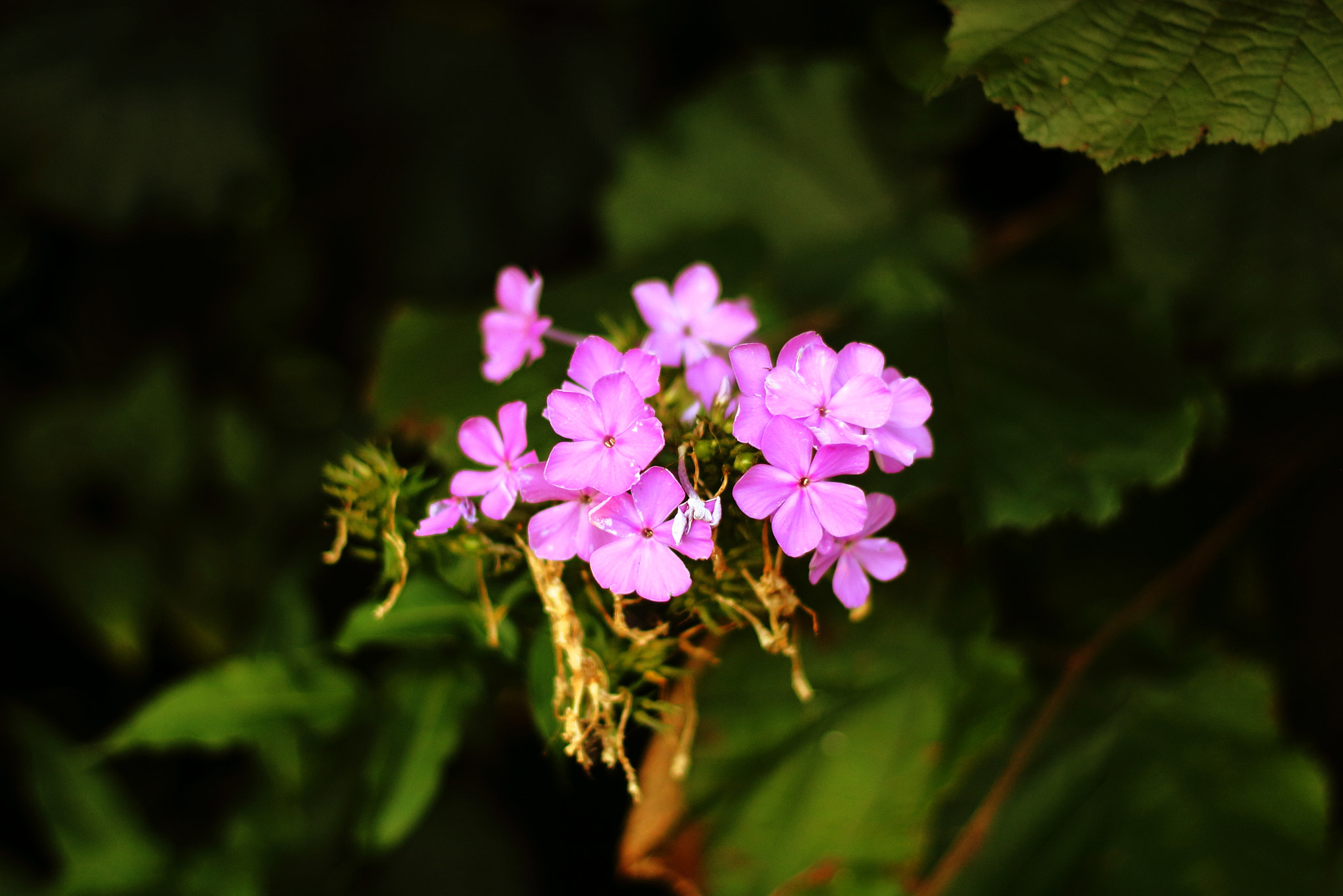 Canon EOS 1200D (EOS Rebel T5 / EOS Kiss X70 / EOS Hi) + Canon EF 50mm F1.8 II sample photo. Pink ones photography