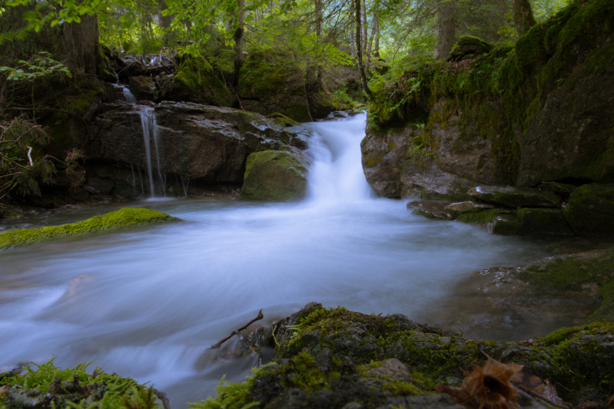 Nikon D500 sample photo. Forêt mystique photography