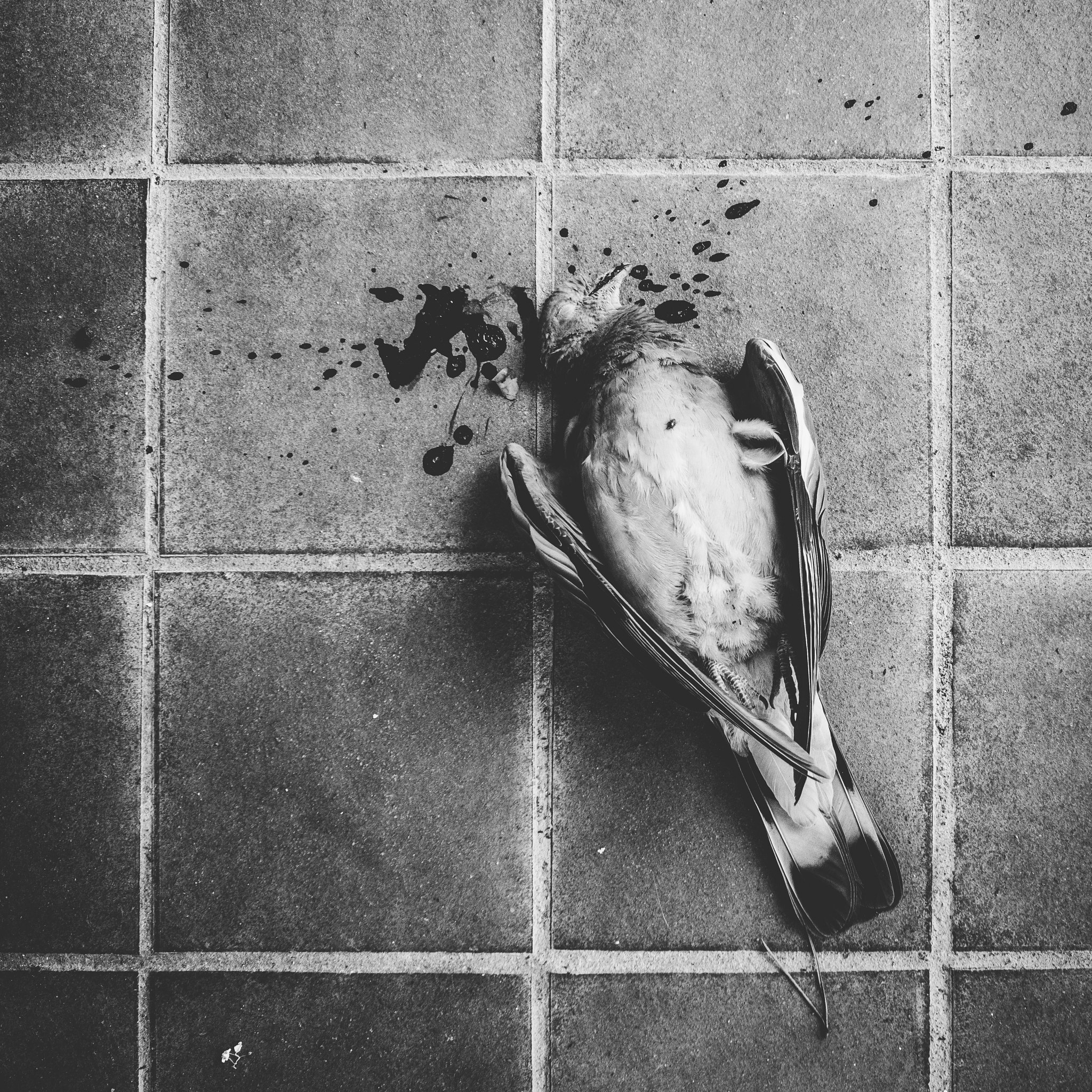 Sony SLT-A77 sample photo. El caso de la paloma asesinada. photography