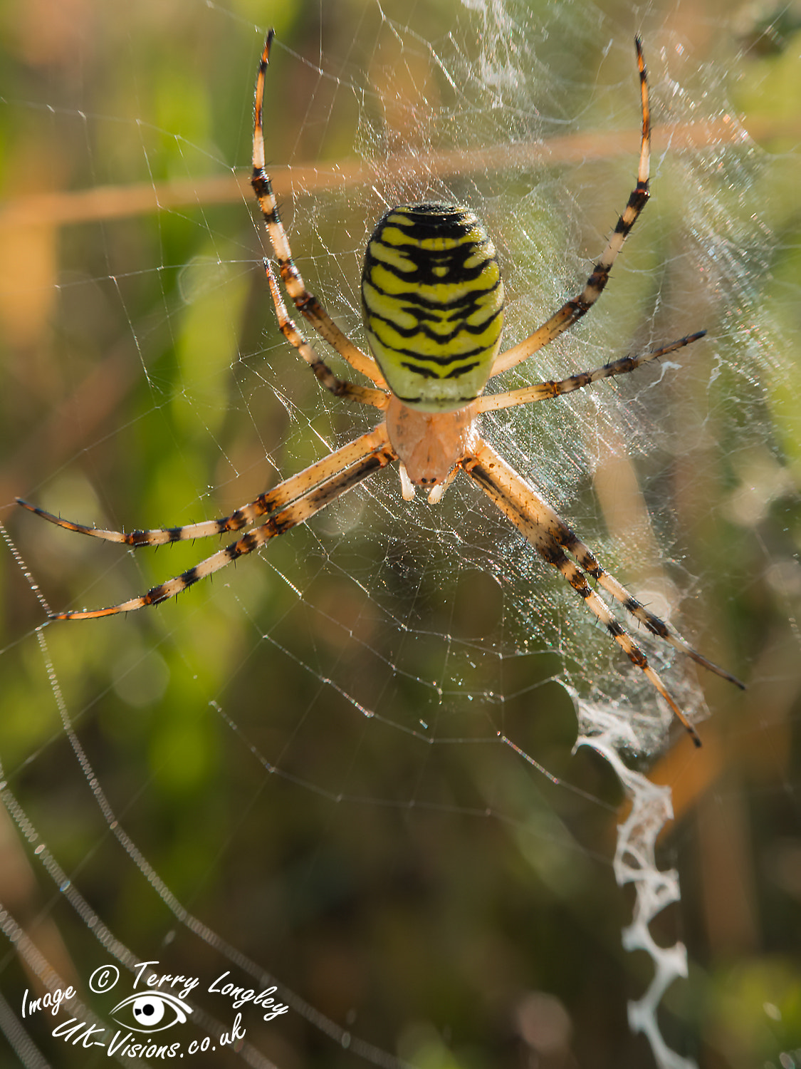 Panasonic Lumix G X Vario 35-100mm F2.8 OIS sample photo. Wasp spider photography