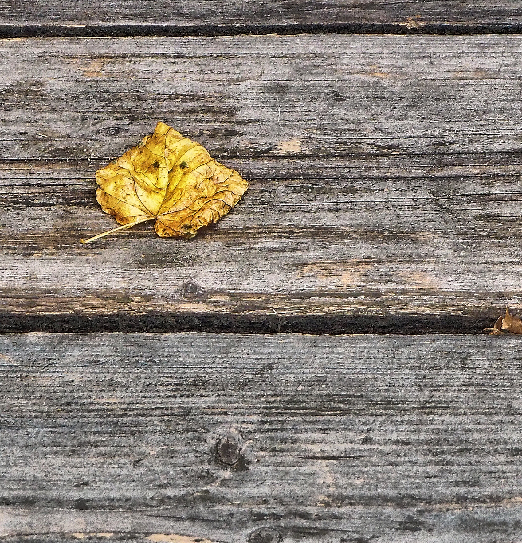 Olympus M.Zuiko Digital ED 14-42mm F3.5-5.6 EZ sample photo. Golden leaf photography