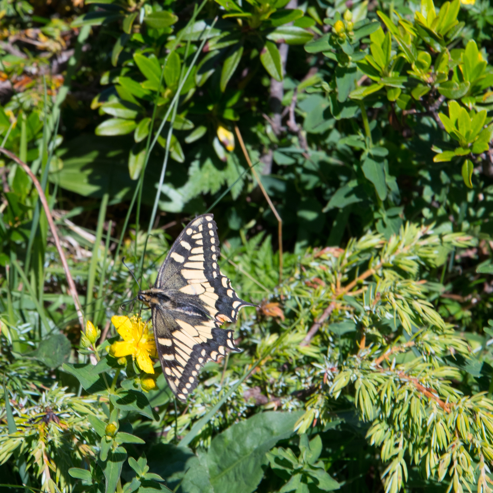 Nikon D500 sample photo. Wild butterfly photography