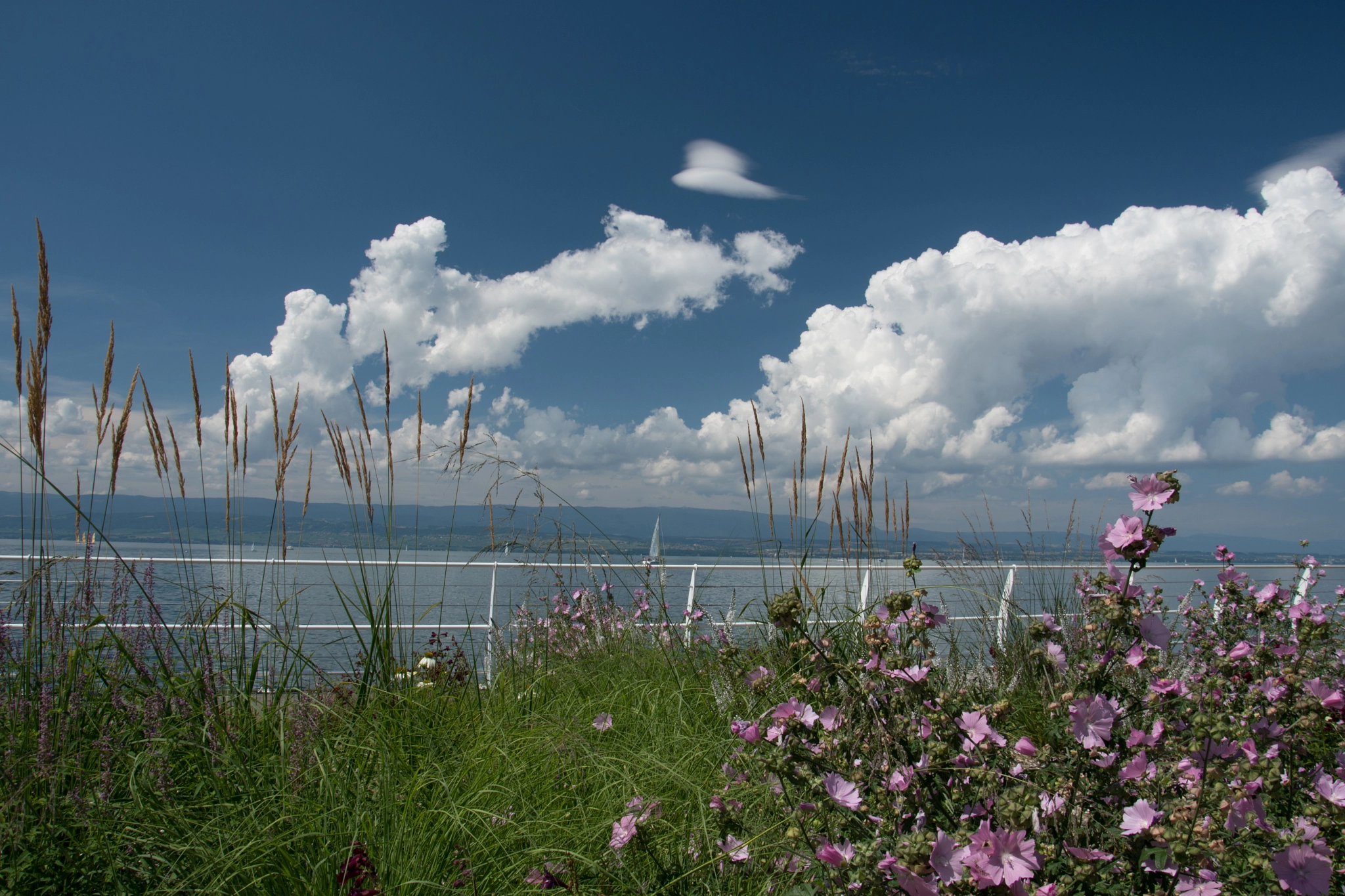 Nikon D500 sample photo. Lac fleuri photography