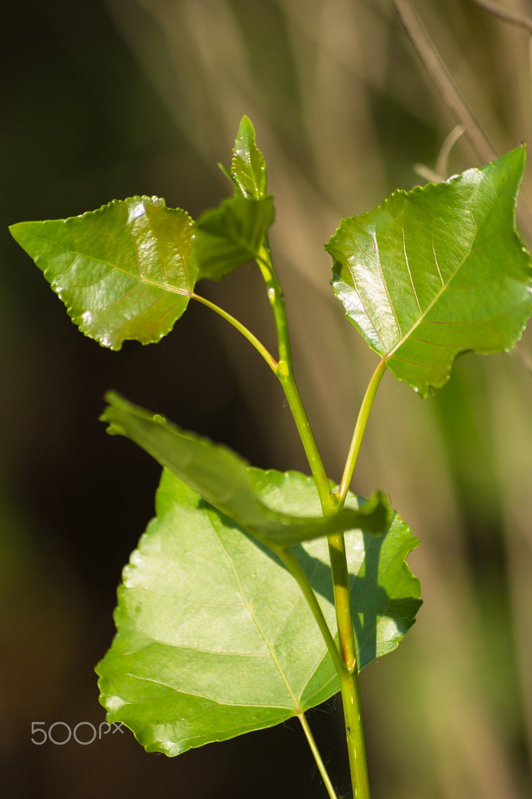 Tamron AF 55-200mm F4-5.6 Di II LD Macro sample photo. Young sprout of a tree. photography