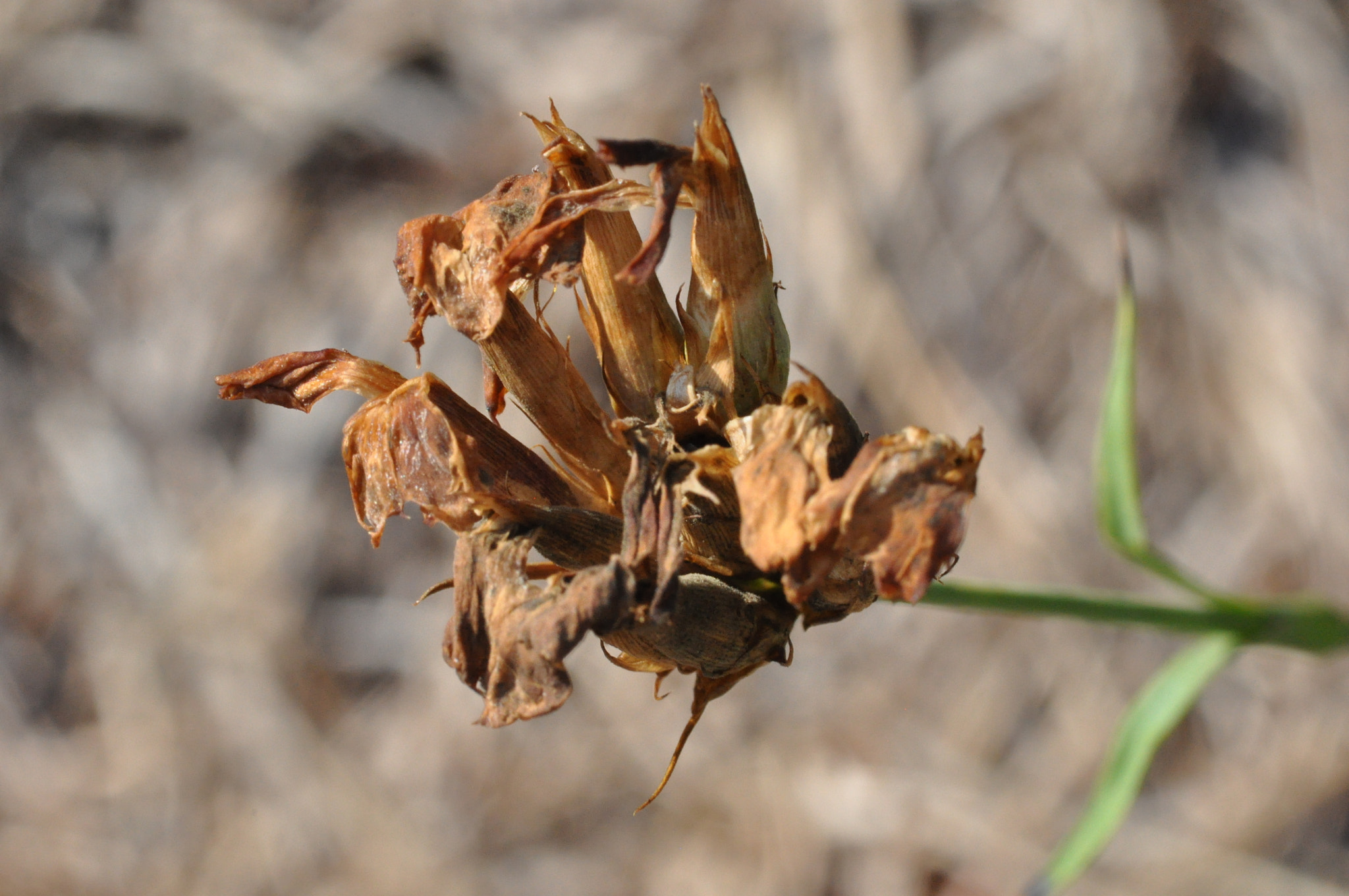 Sigma 105mm F2.8 EX DG Macro sample photo. Dried flower photography