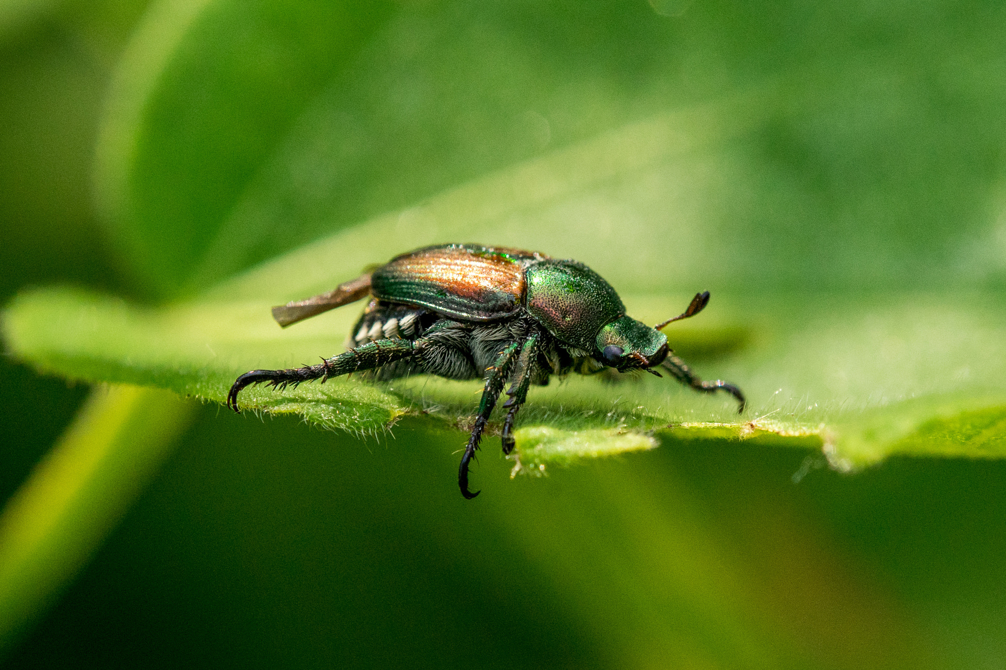 Tamron SP AF 180mm F3.5 Di LD (IF) Macro sample photo. Junebug photography