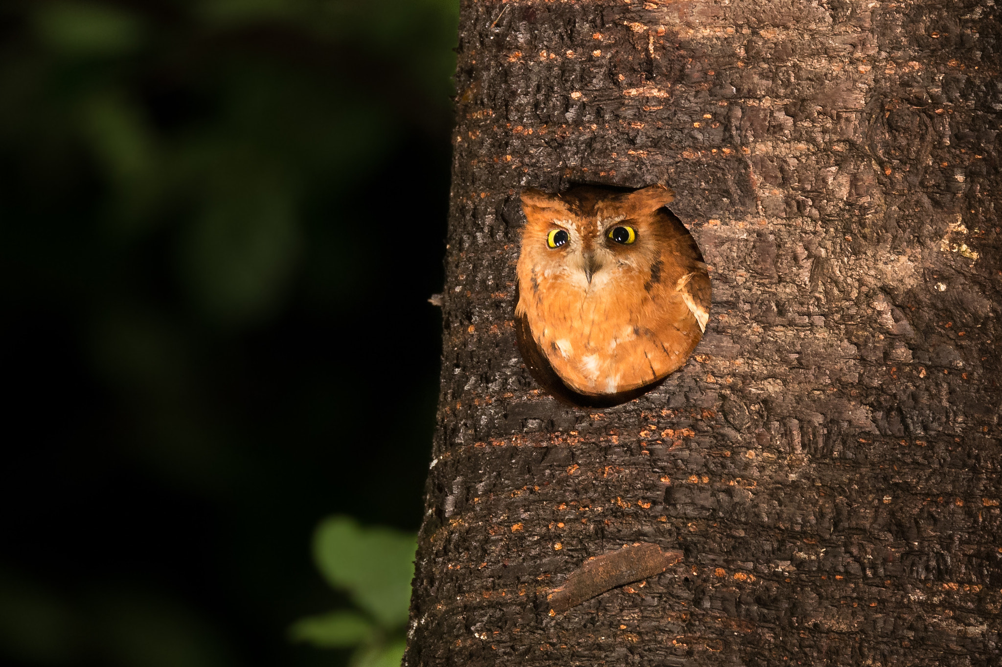 Canon EOS-1D X + Canon EF 800mm F5.6L IS USM sample photo. Scops owl photography