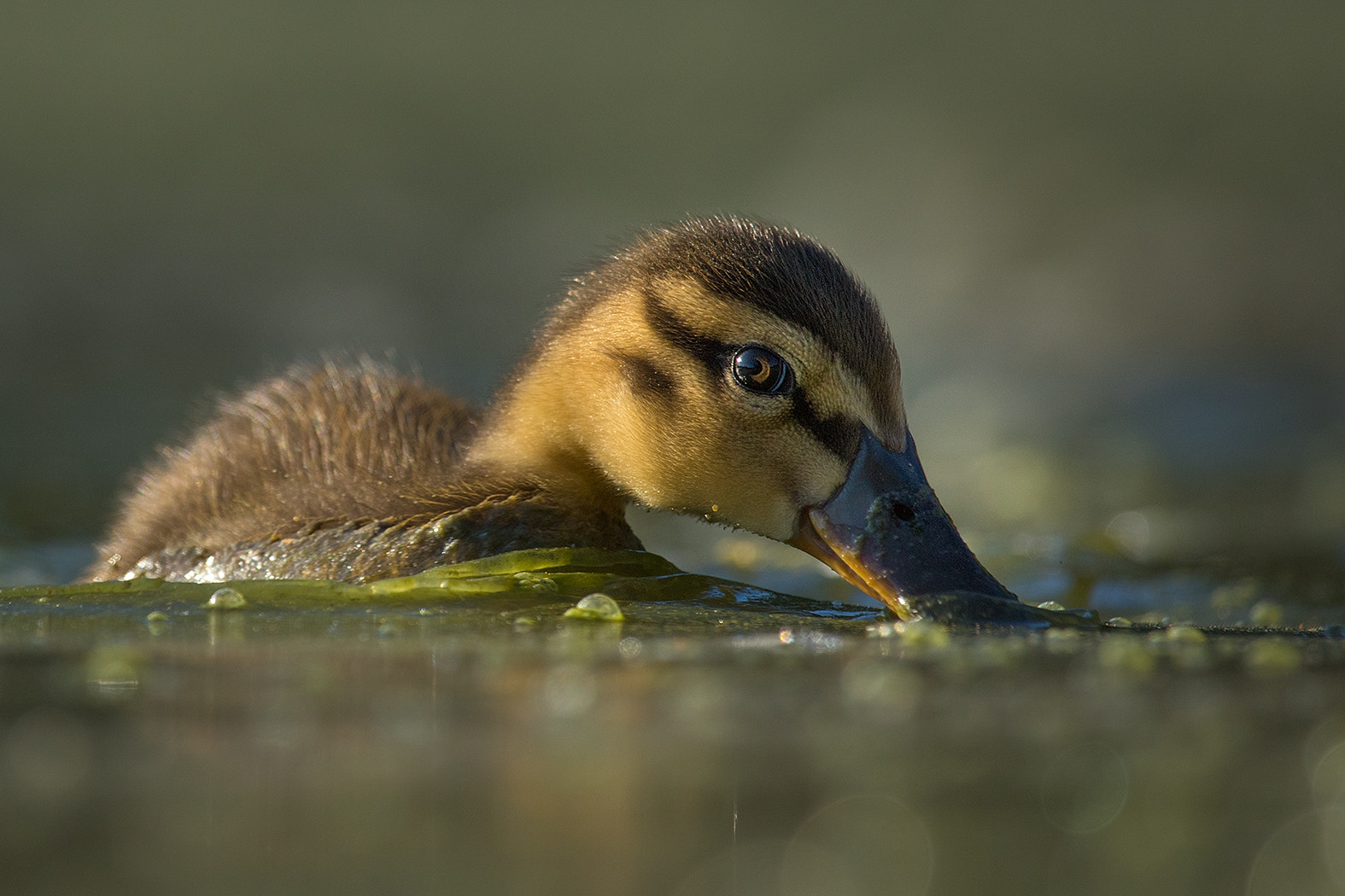 Canon EF 100-400mm F4.5-5.6L IS USM sample photo. Duck photography