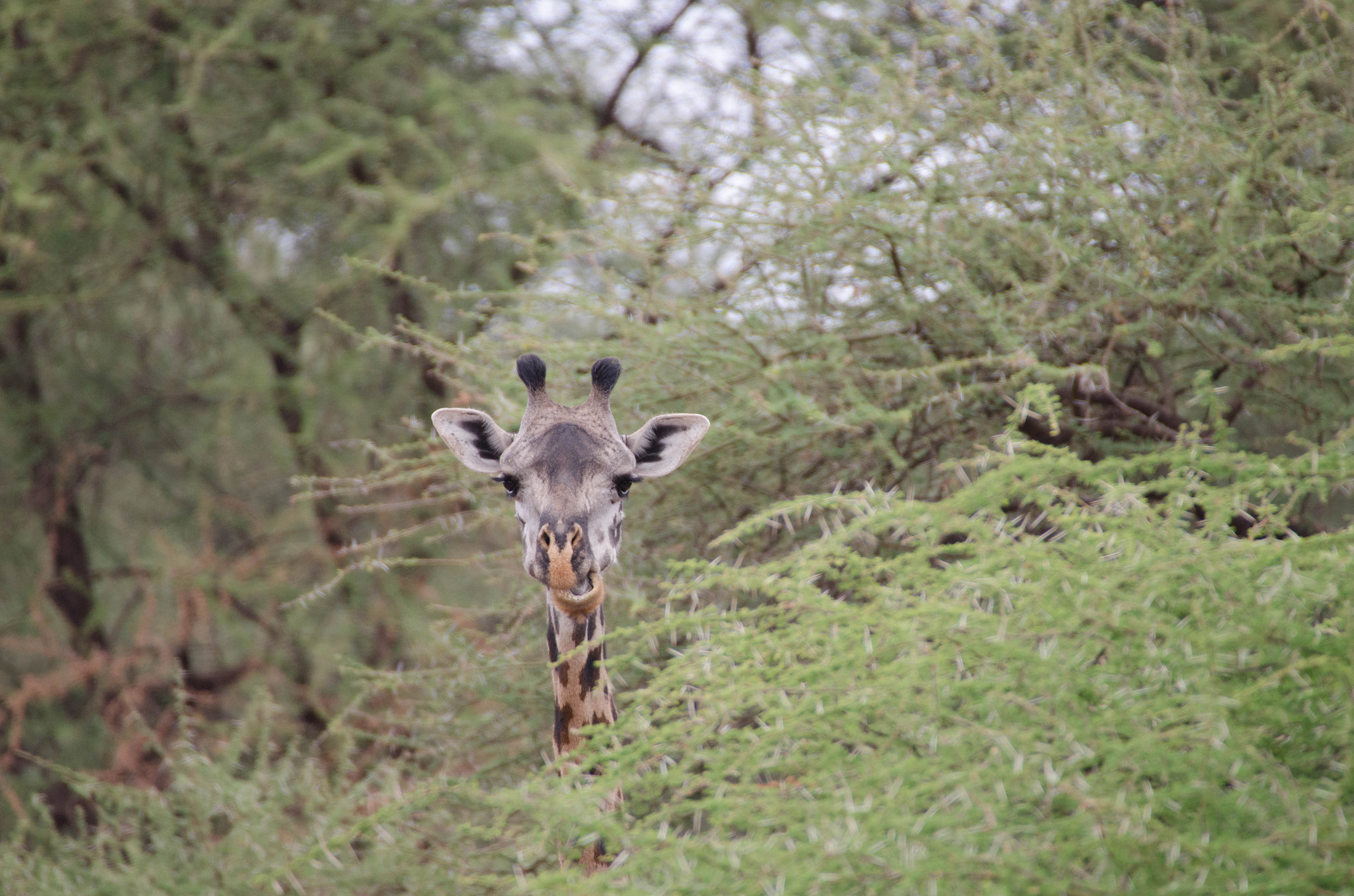 Sigma 50-500mm F4.5-6.3 DG OS HSM sample photo. Giraffe photography