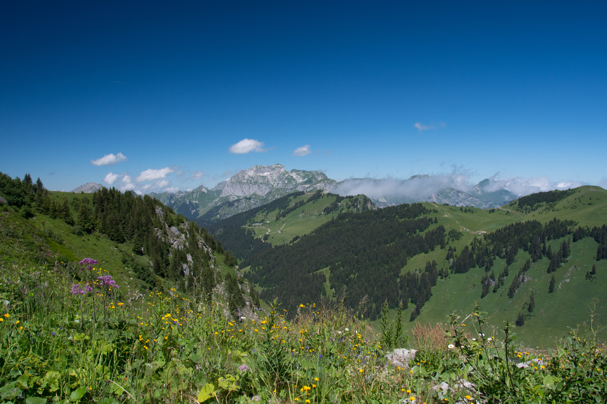 Nikon D500 sample photo. Paysage fleuri photography