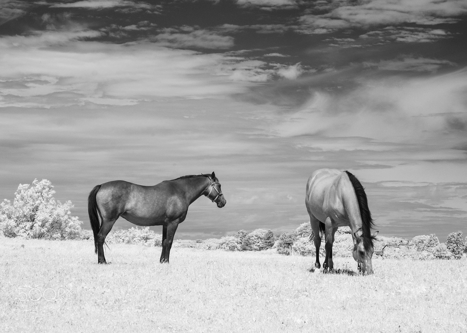 Sony Alpha NEX-5 + Sony E 55-210mm F4.5-6.3 OSS sample photo. Horses photography