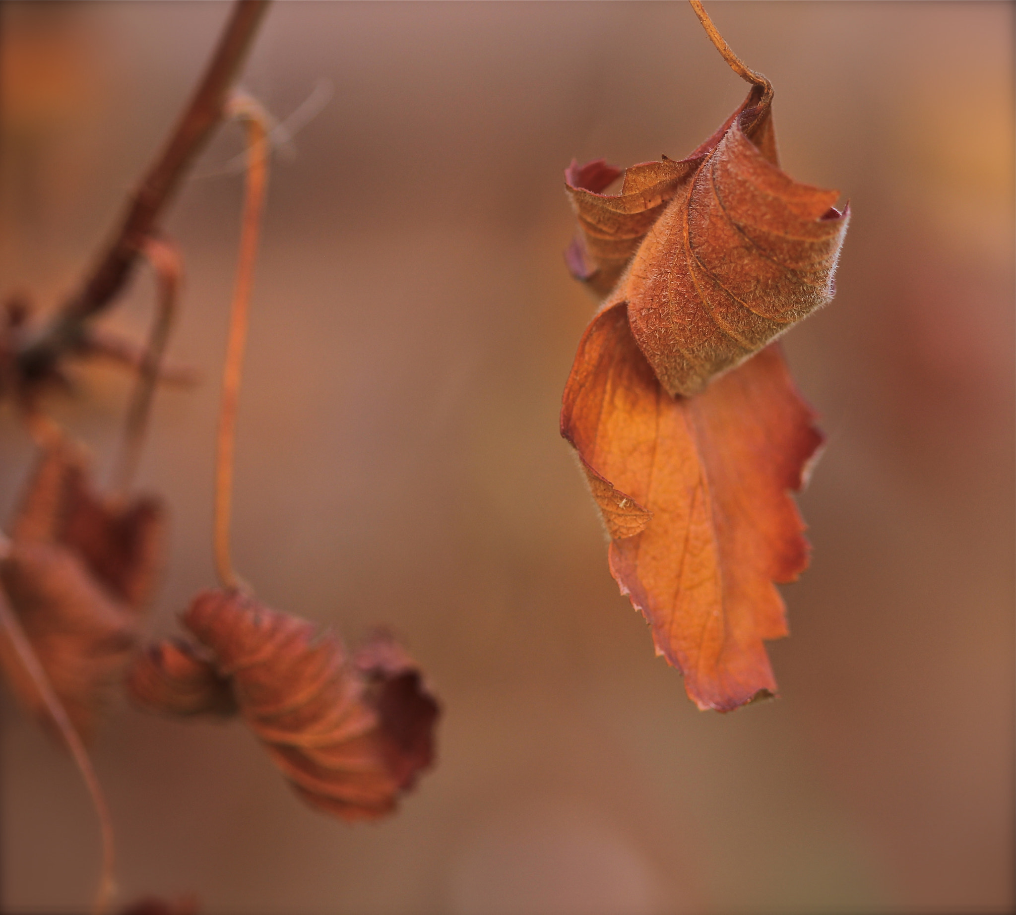 Canon EF 100mm F2.8 Macro USM sample photo. Fall photography