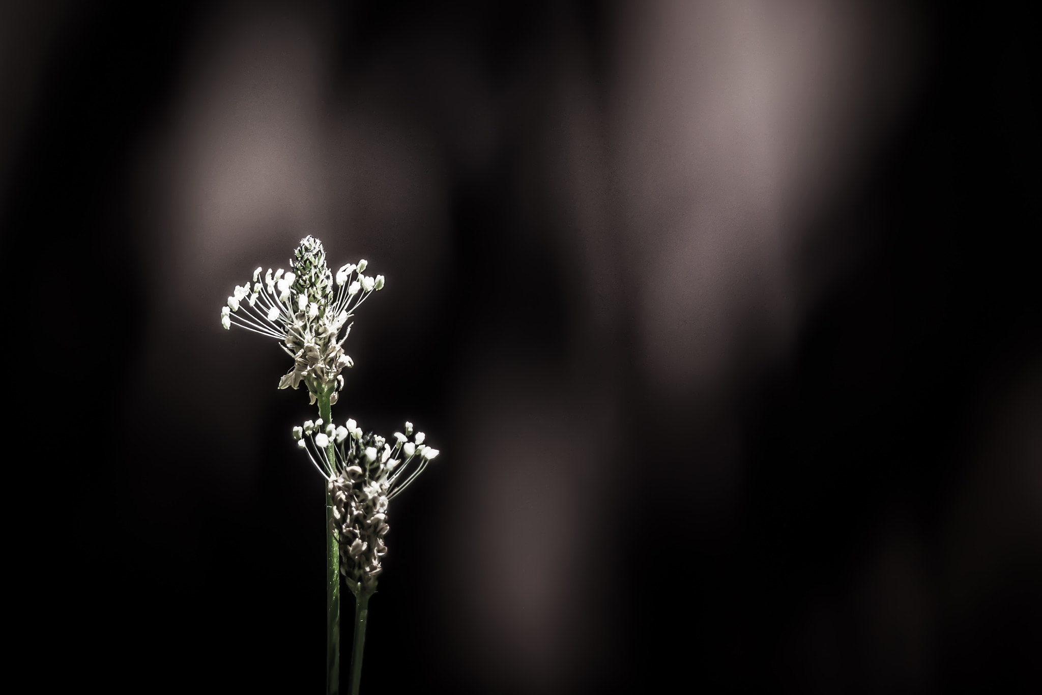 Panasonic Lumix DMC-GX8 + LEICA DG 100-400/F4.0-6.3 sample photo. Ribwort photography