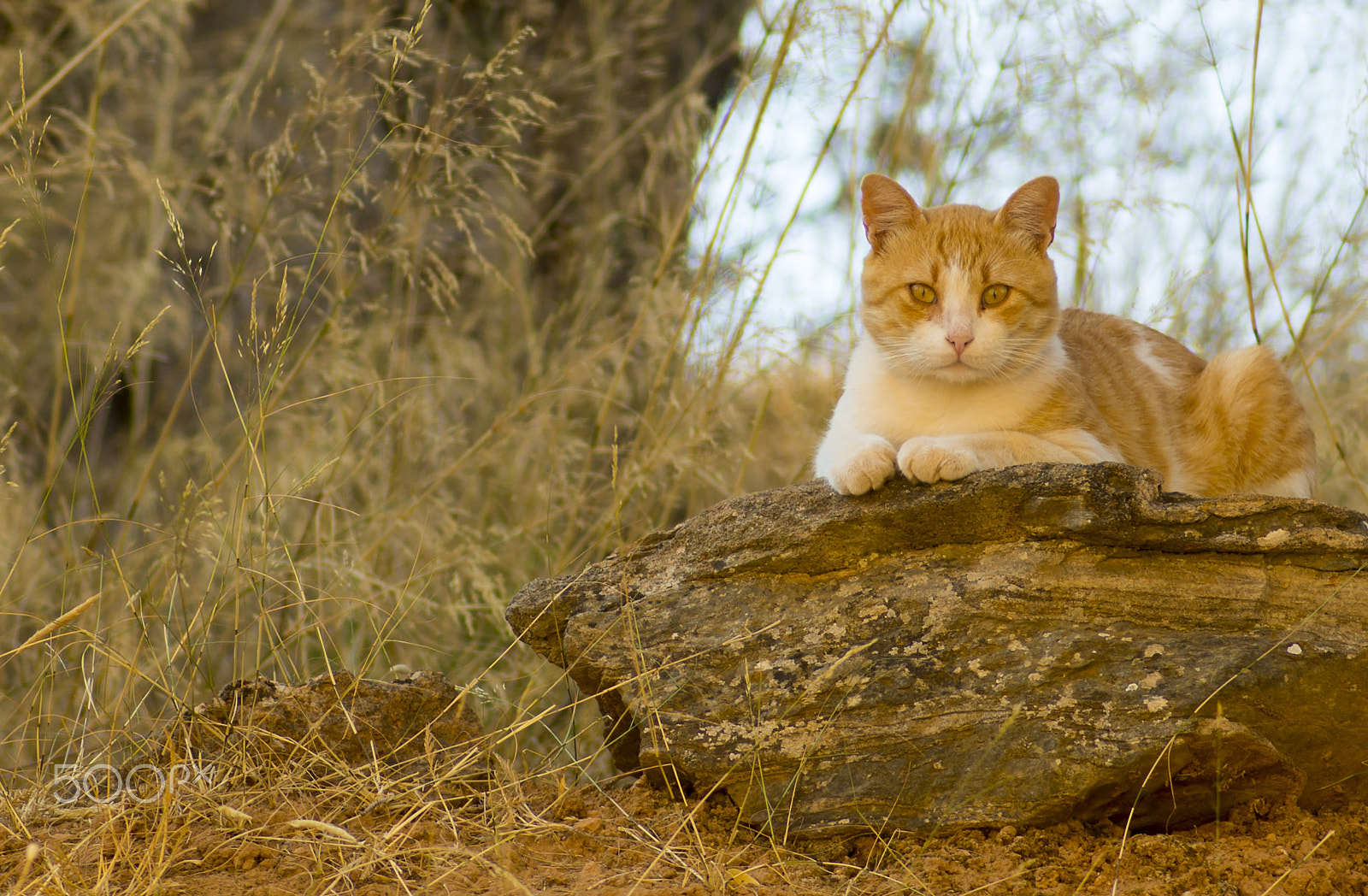 Tokina AT-X Pro 100mm F2.8 Macro sample photo. A casual cat portrait photography