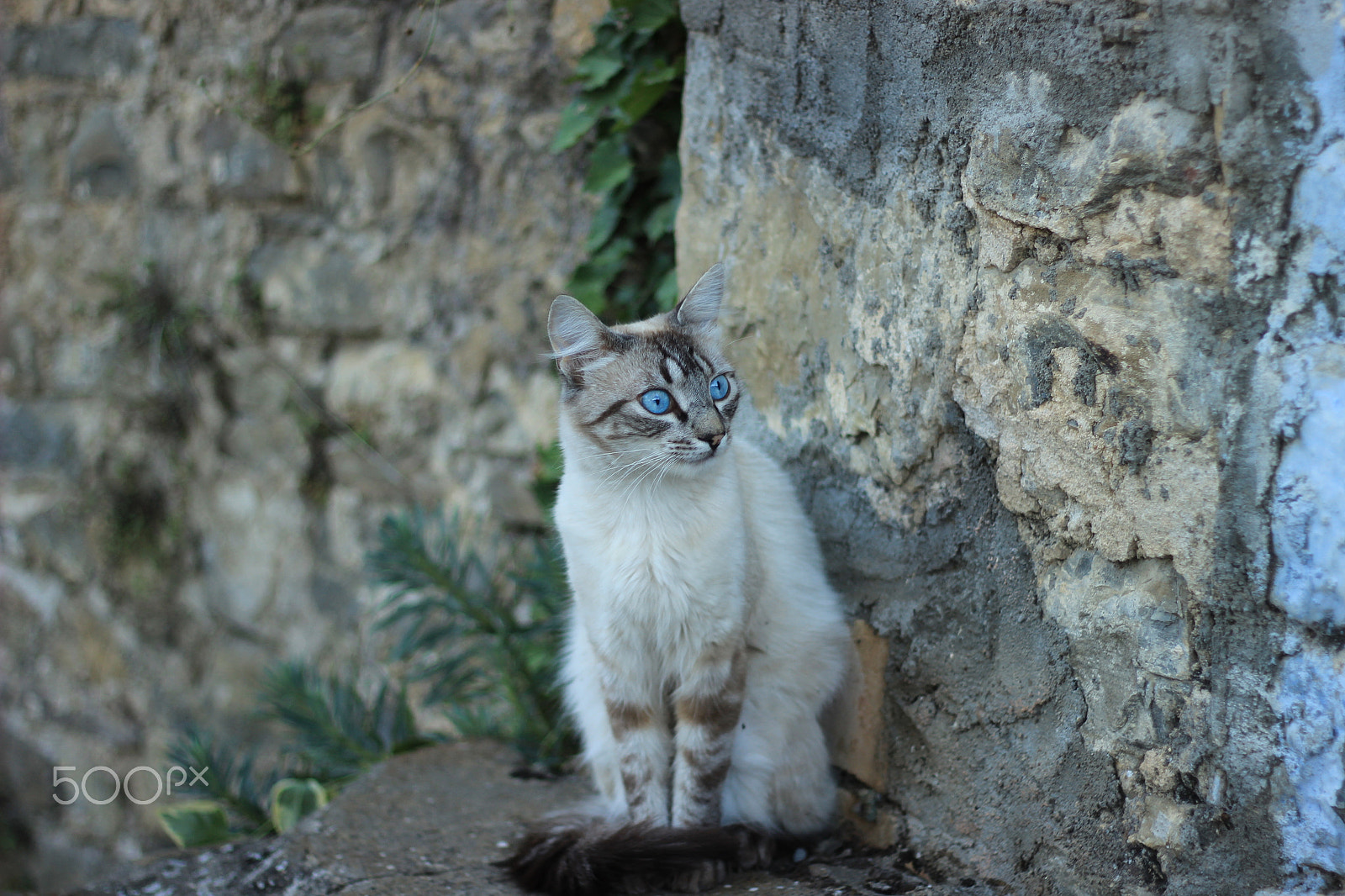 Canon EOS 600D (Rebel EOS T3i / EOS Kiss X5) + Canon EF 50mm F1.8 II sample photo. Guapo - lola photography