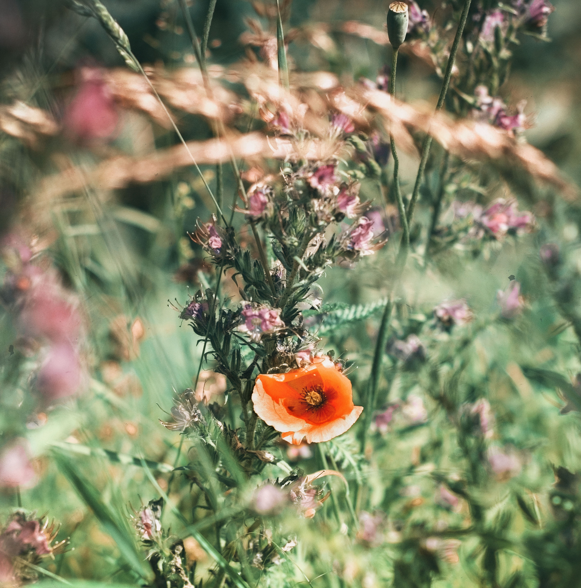 Canon EOS 60D + Canon EF 50mm F1.8 II sample photo. Summer time photography