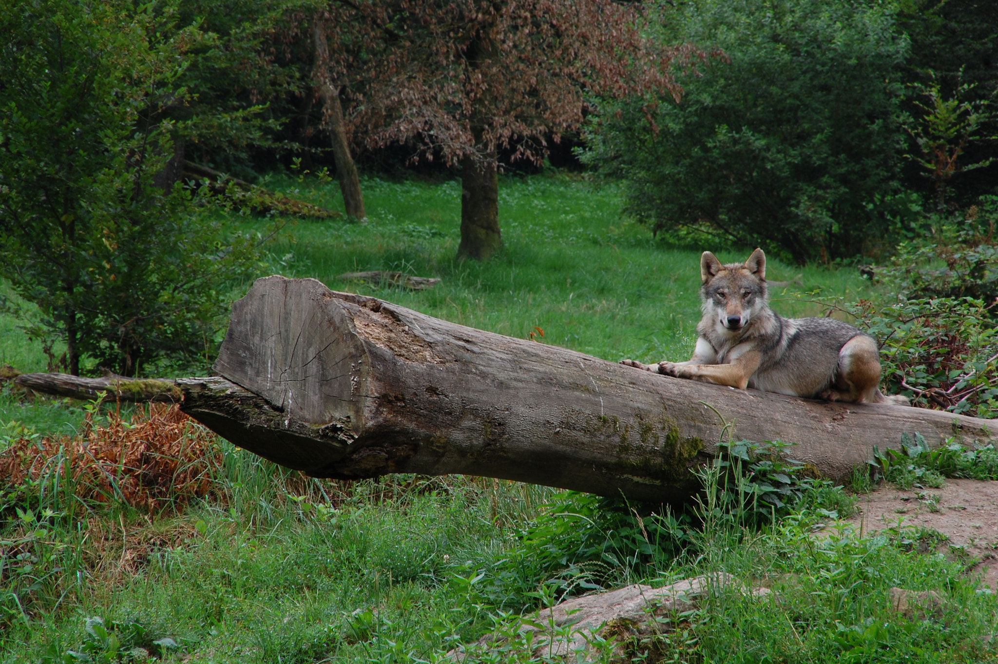 Nikon D40 + Sigma 18-200mm F3.5-6.3 DC sample photo. When a wolf is watching you... photography