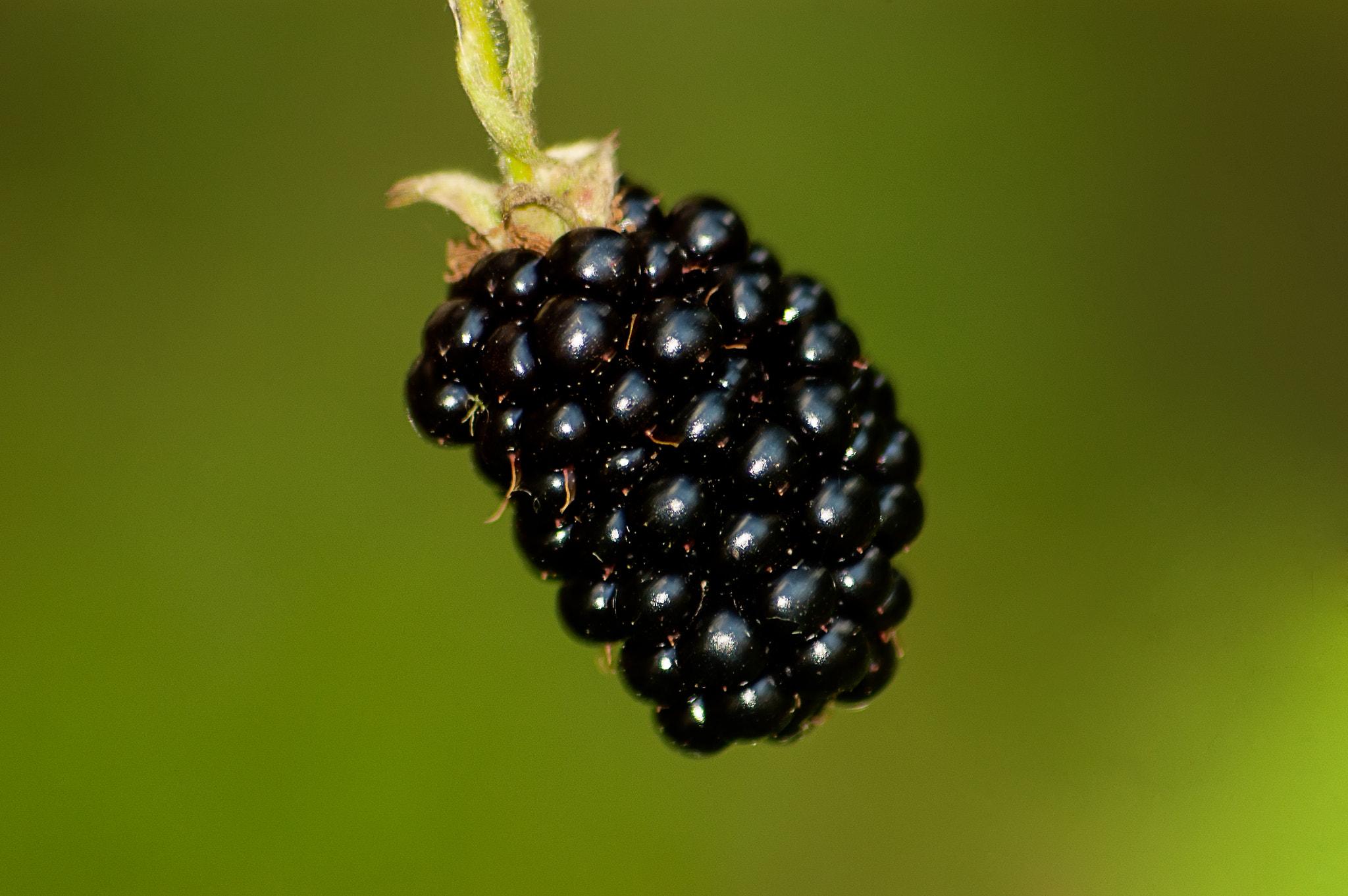 Sigma 70-300mm F4-5.6 APO DG Macro sample photo. Brombeere photography