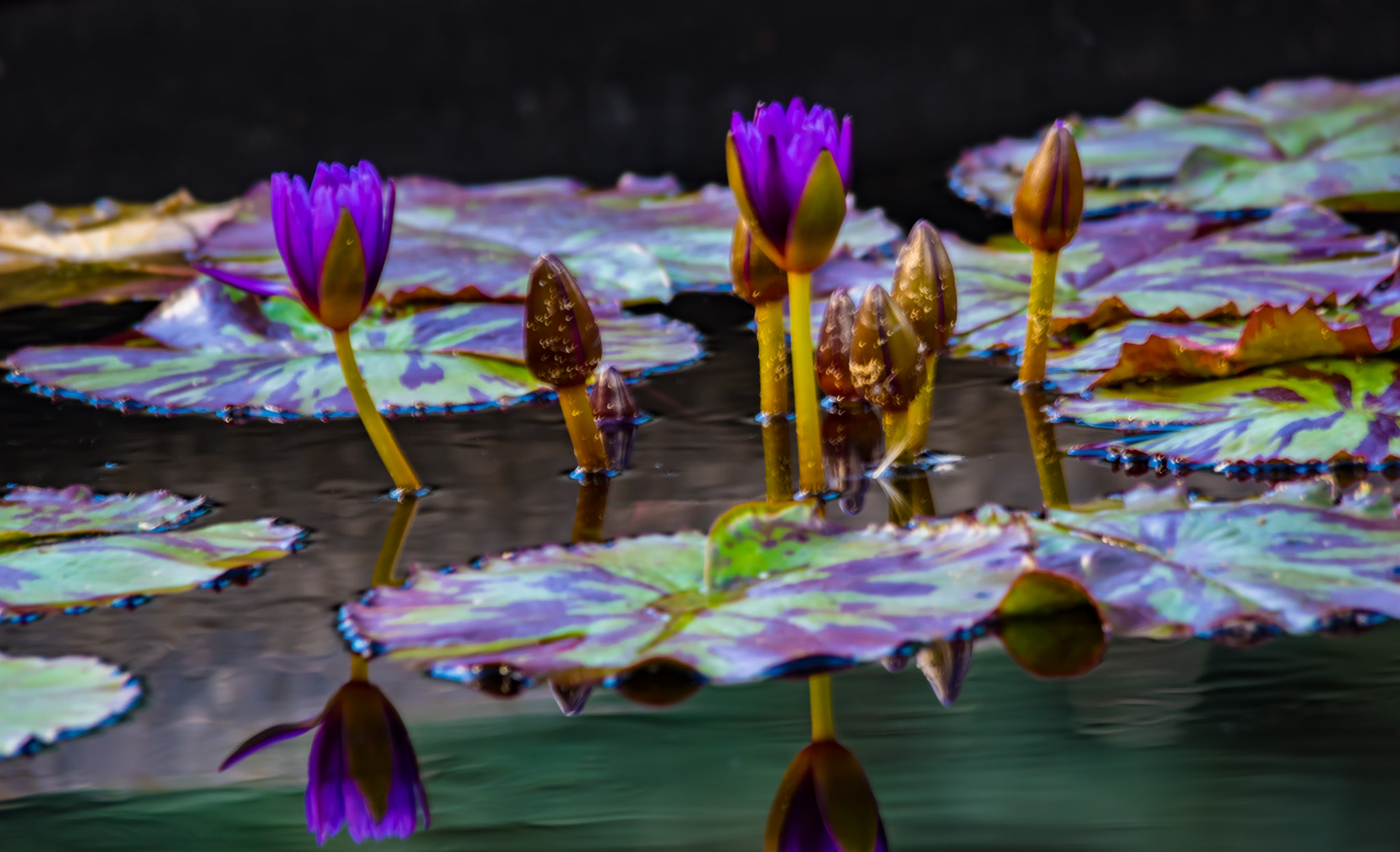 Sigma 150-500mm F5-6.3 DG OS HSM sample photo. Purple lotus bunch photography
