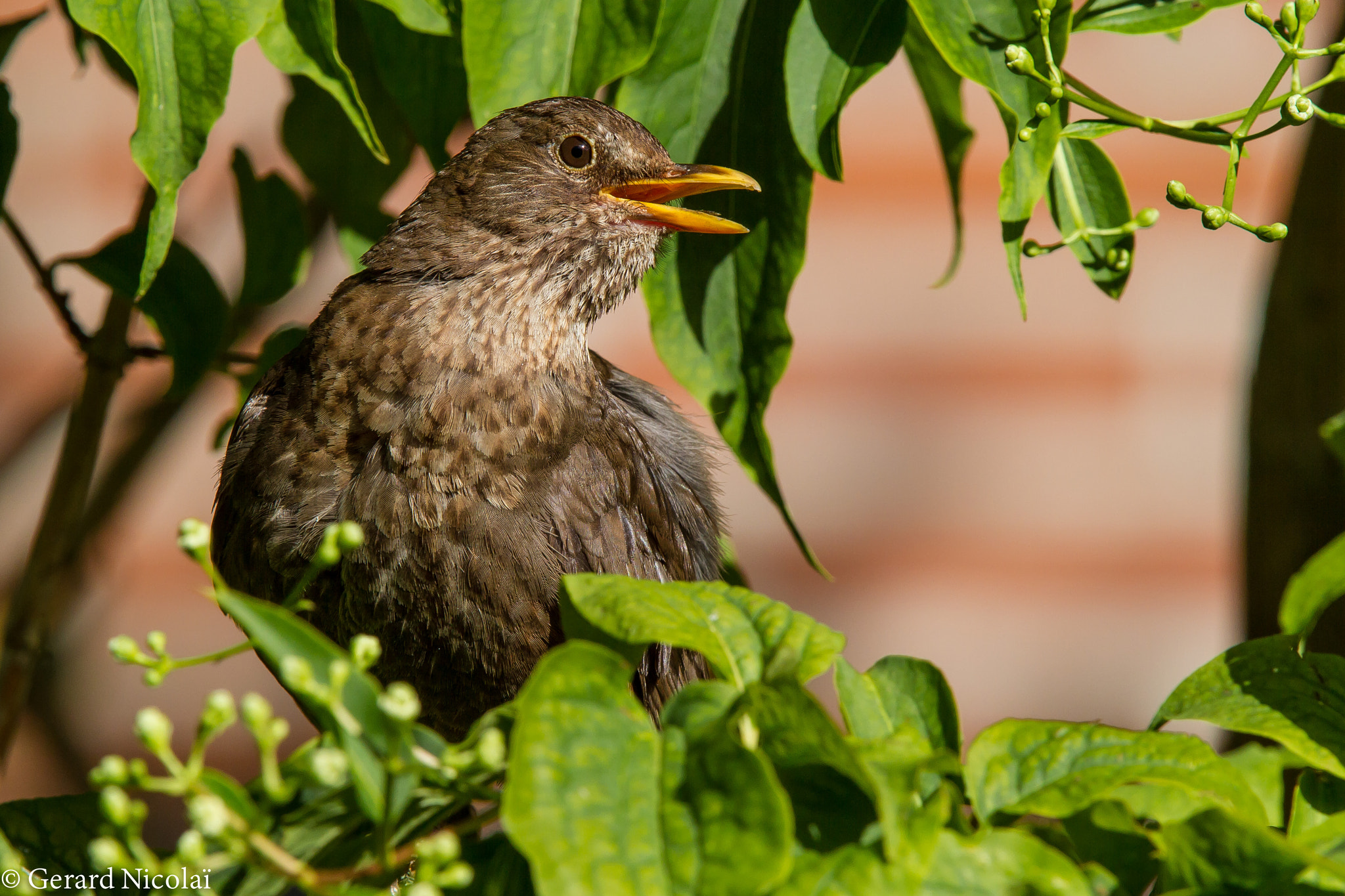 Canon EF 300mm F2.8L IS USM sample photo. Common blackbird young photography