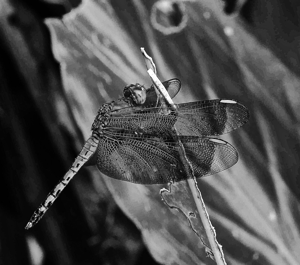 Panasonic Lumix DMC-GH3 sample photo. Dragon fly in b/w photography