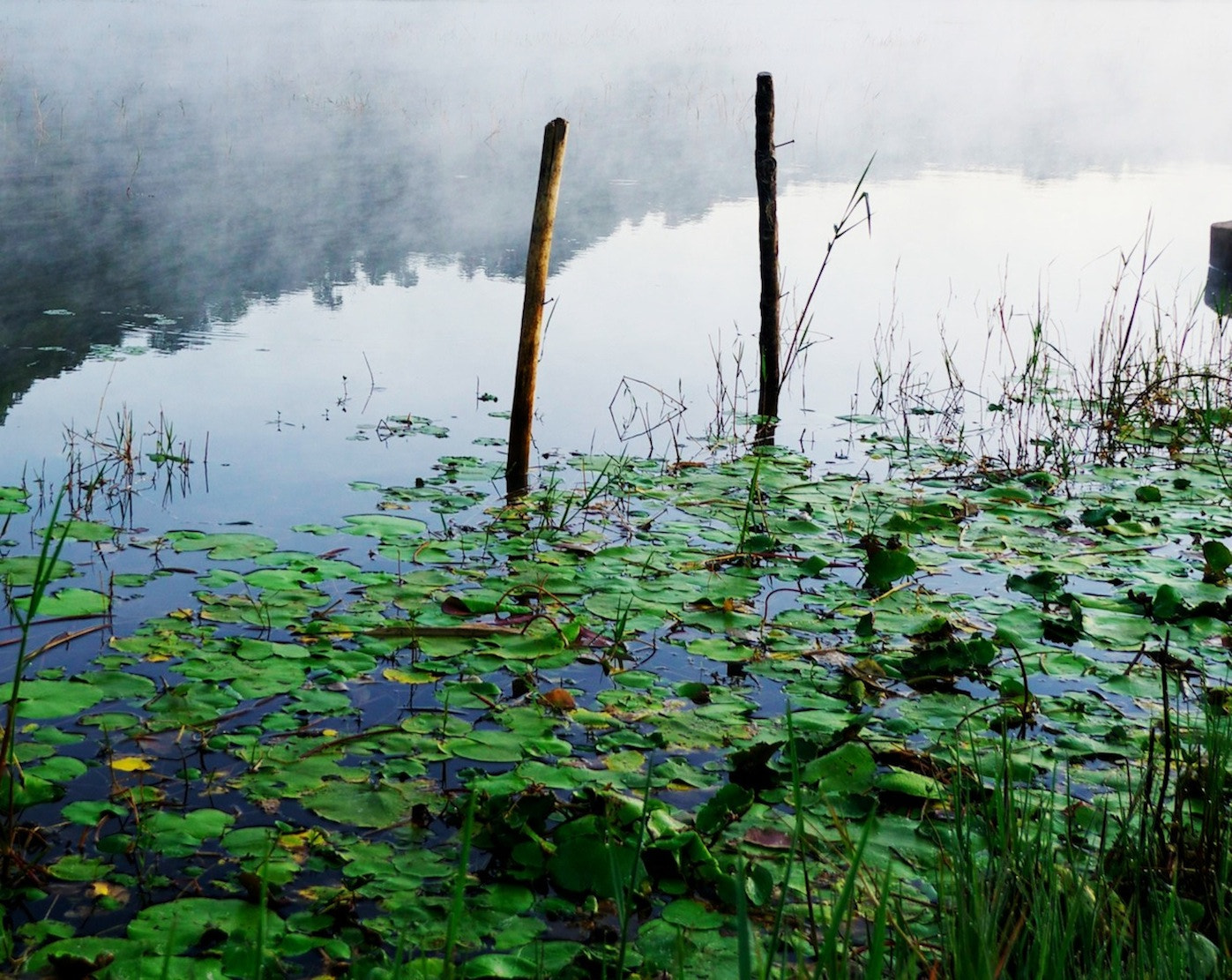 Panasonic Leica D Vario-Elmar 14-150mm F3.5-5.6 Asph Mega OIS sample photo. Water lilly's photography