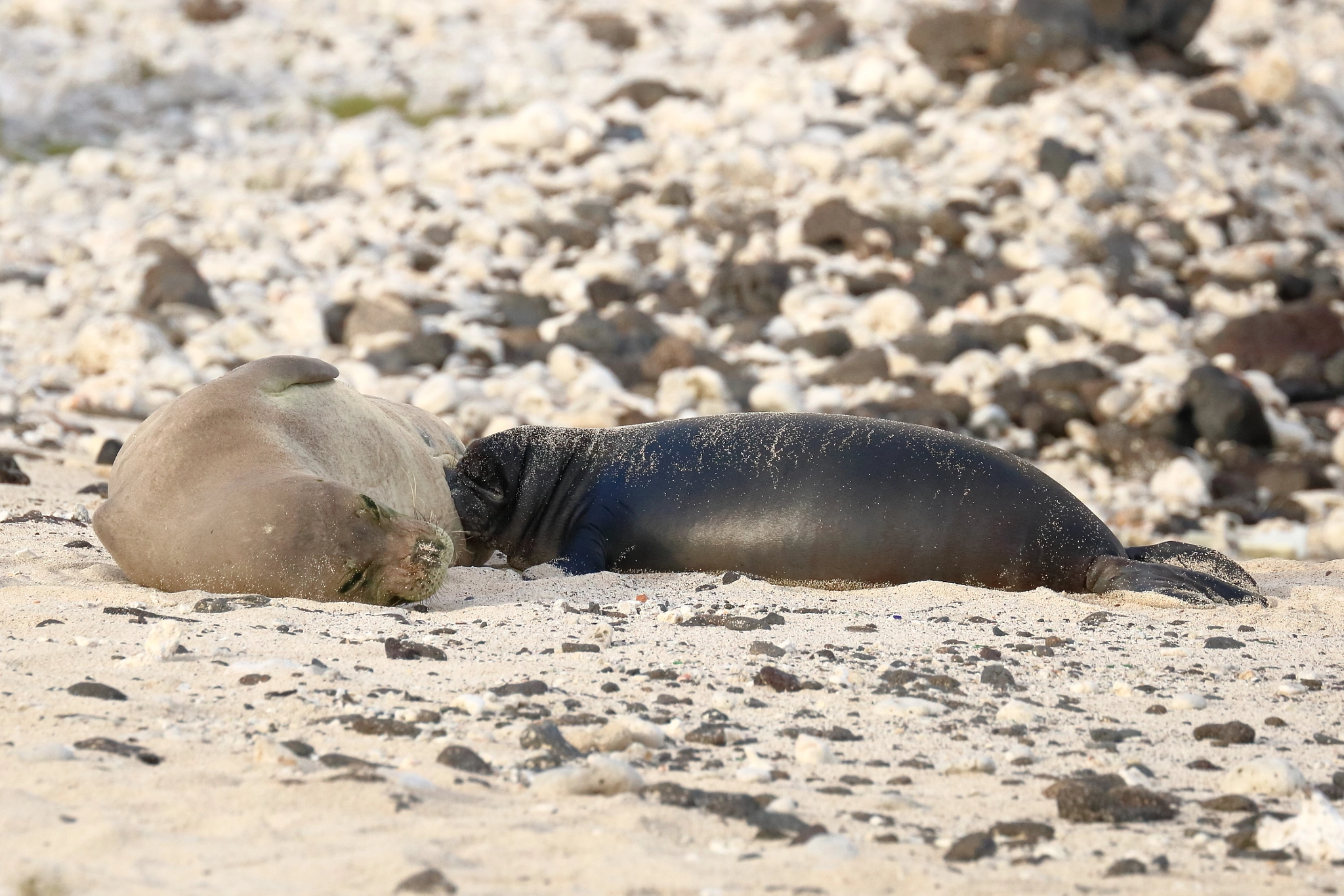 Canon EOS 750D (EOS Rebel T6i / EOS Kiss X8i) sample photo. Hawaiian monk seal photography