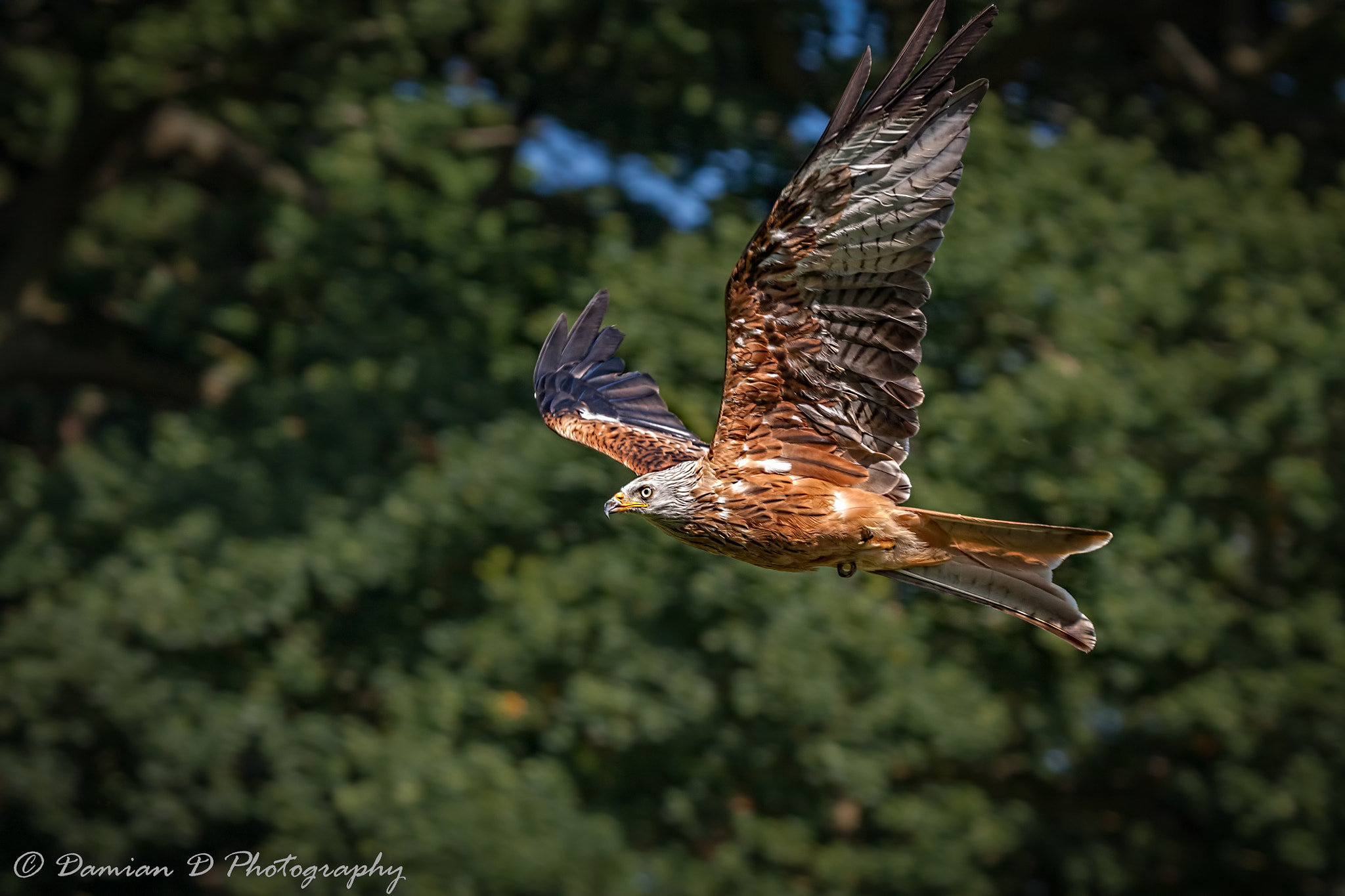 Sigma 50-500mm f/4-6.3 APO HSM EX sample photo. Red kite photography