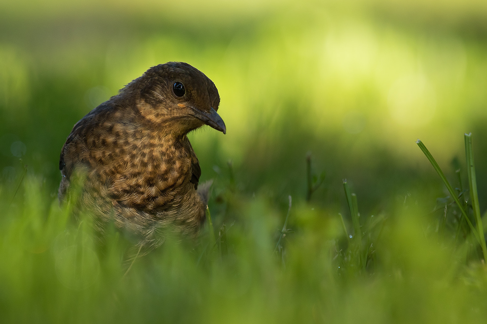 Canon EF 100-400mm F4.5-5.6L IS USM sample photo. Thrush photography