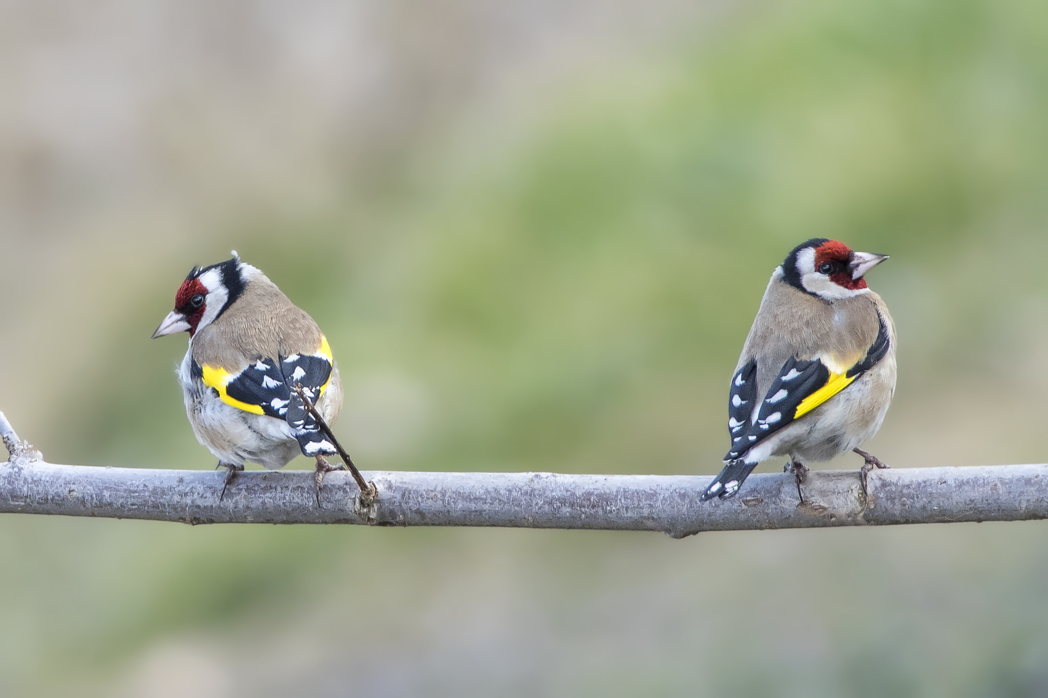 Nikon D810 + Nikon AF-S Nikkor 300mm F4D ED-IF sample photo. European goldfinch photography