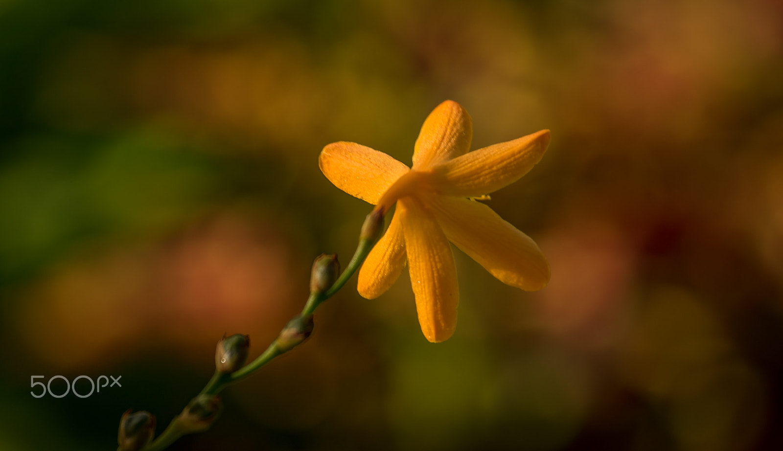 Canon EF 100-400mm F4.5-5.6L IS USM sample photo. Yellow flower photography