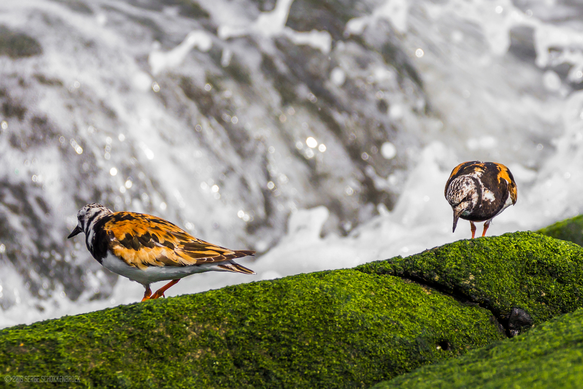 150-600mm F5-6.3 DG OS HSM | Contemporary 015 sample photo. Ruddy turnstone twins photography