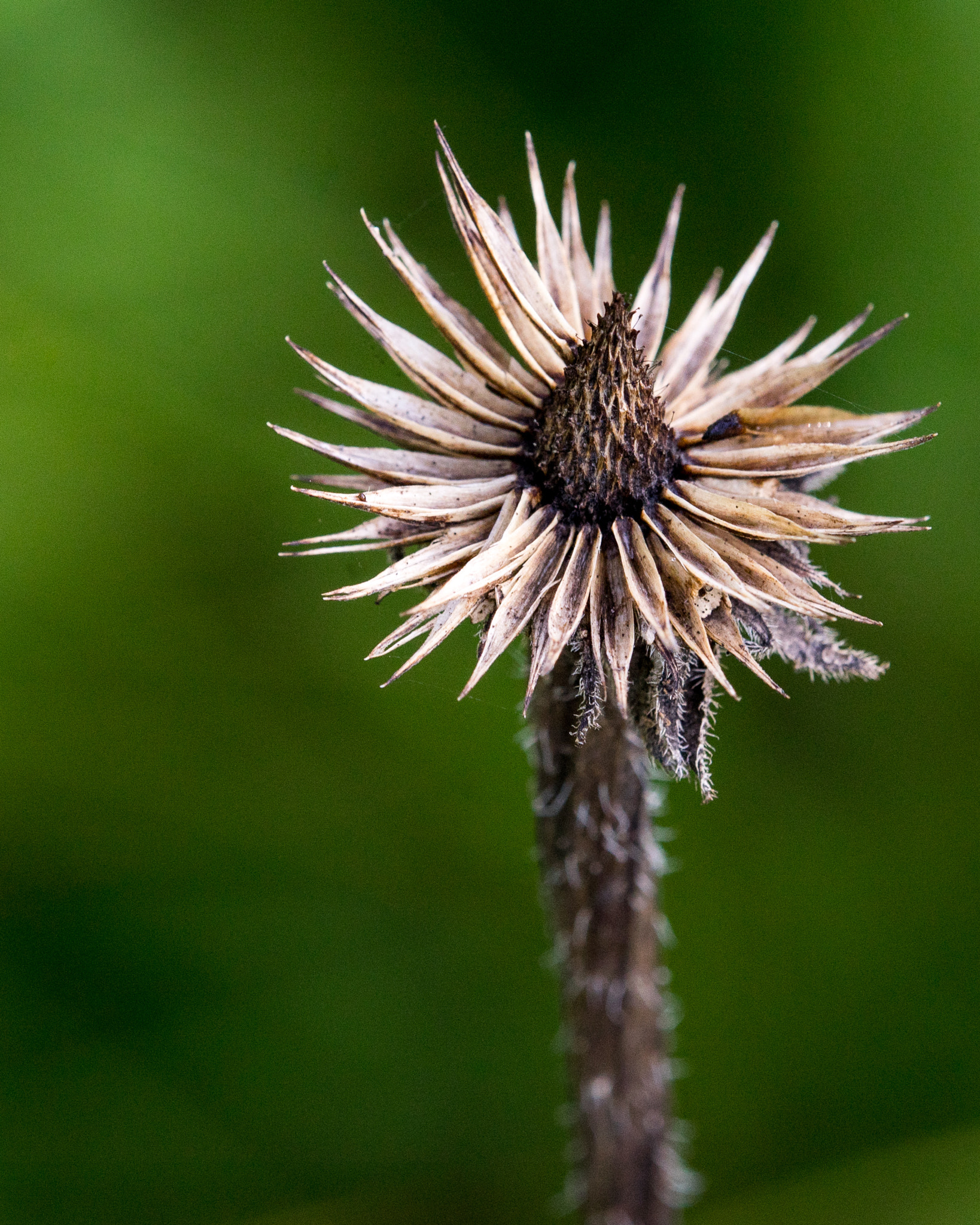 Tamron SP AF 180mm F3.5 Di LD (IF) Macro sample photo. Thistle portrait photography