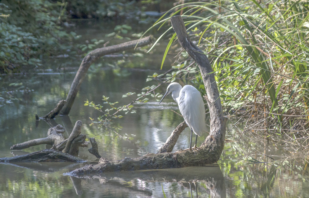 Pentax smc DA 55-300mm F4.0-5.8 ED sample photo. Une aigrette qui prend la pause !!! photography