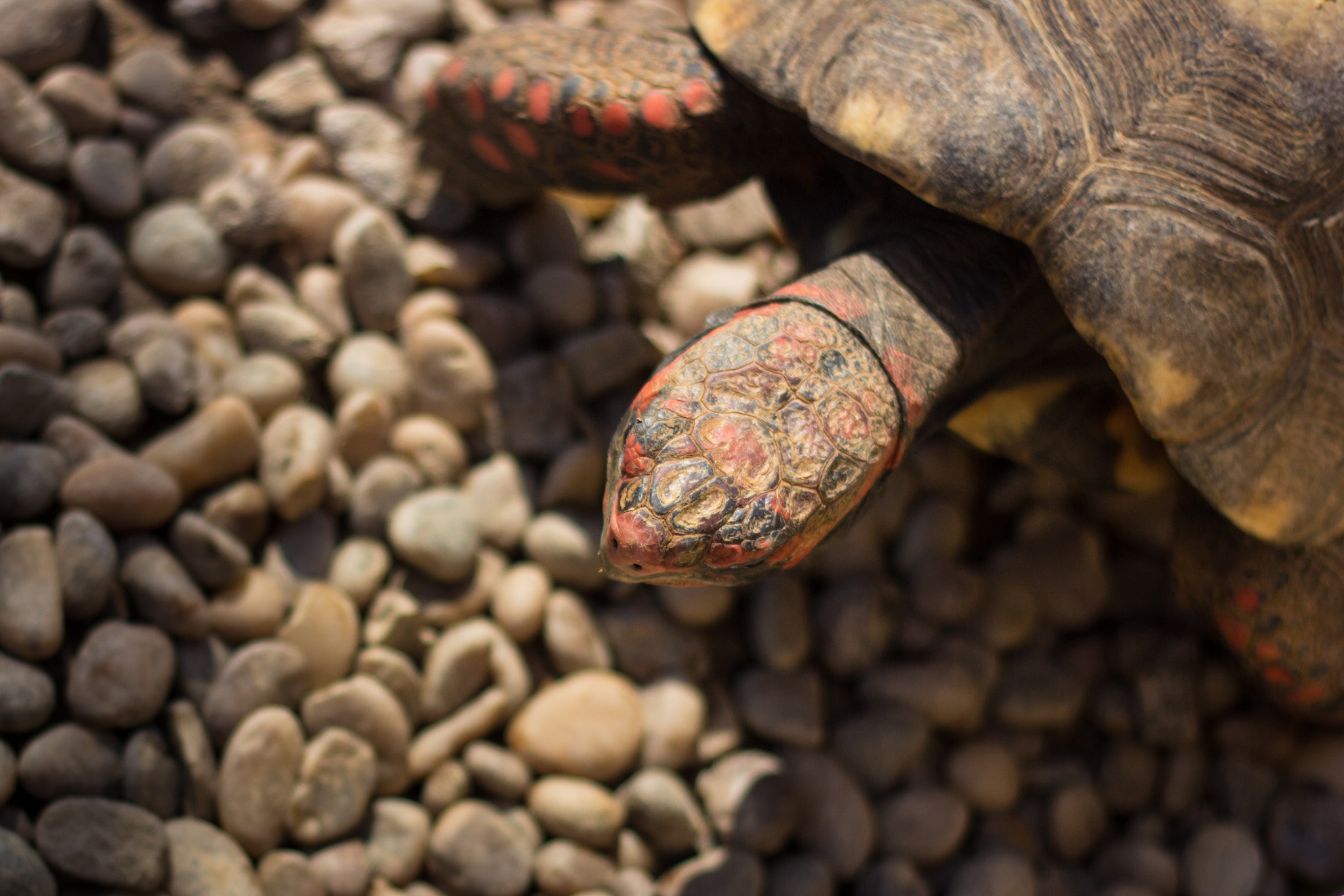 Canon EOS 600D (Rebel EOS T3i / EOS Kiss X5) + Canon EF 50mm F1.8 II sample photo. Turtle photography