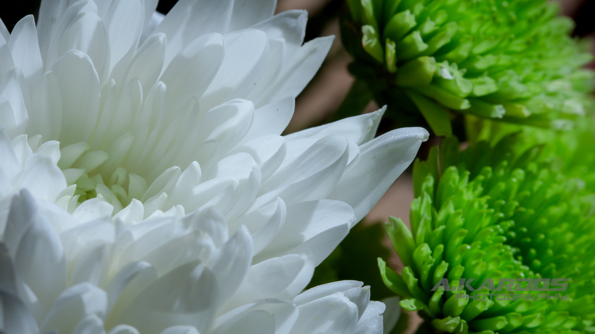 Canon EF 100mm F2.8 Macro USM sample photo. Flowers - white vs green (2016) photography