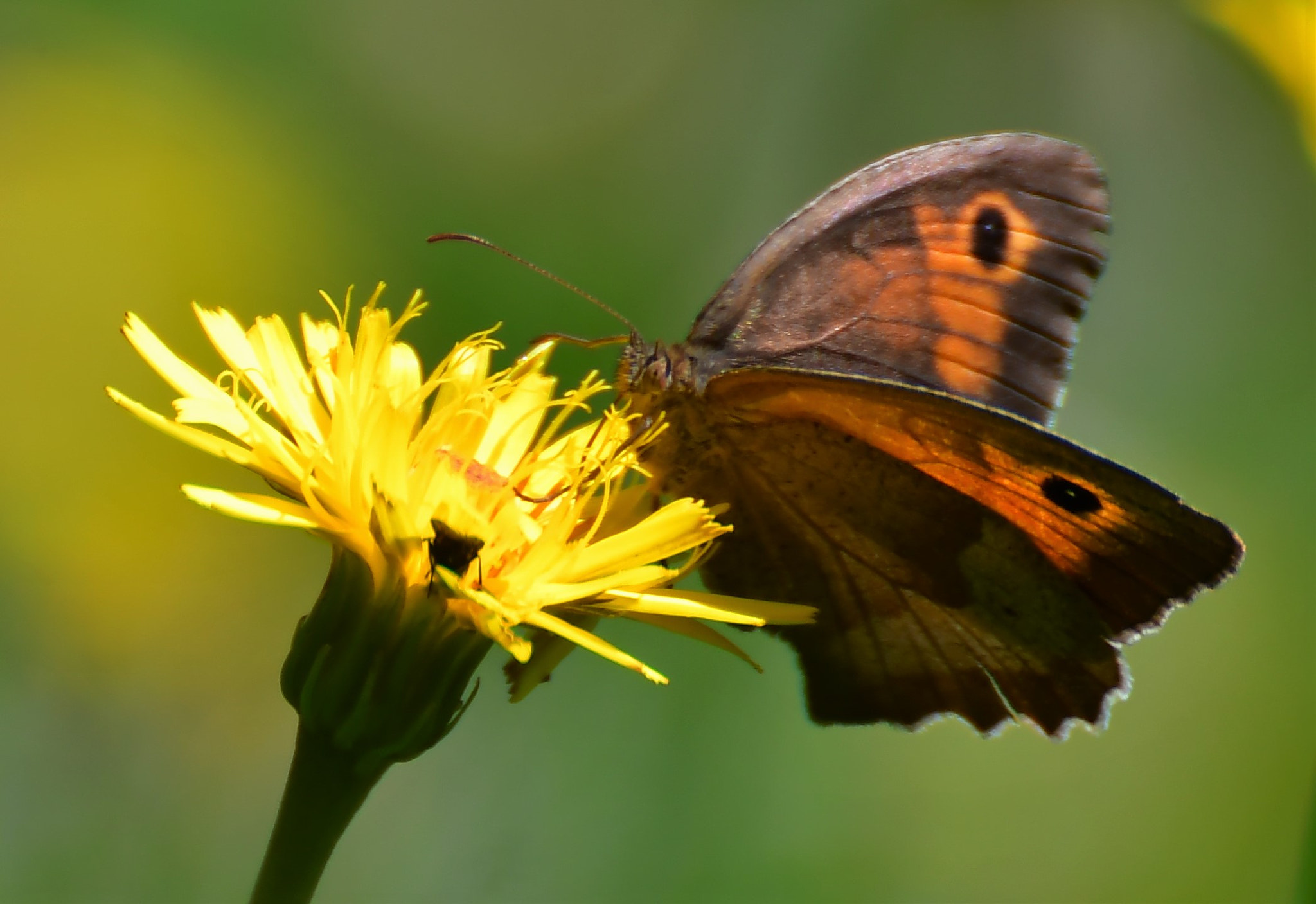 Nikon D500 sample photo. Papillon photography