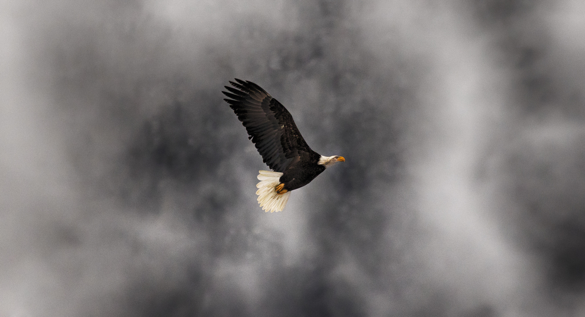 Canon EF 100-400mm F4.5-5.6L IS USM sample photo. Divine. photography