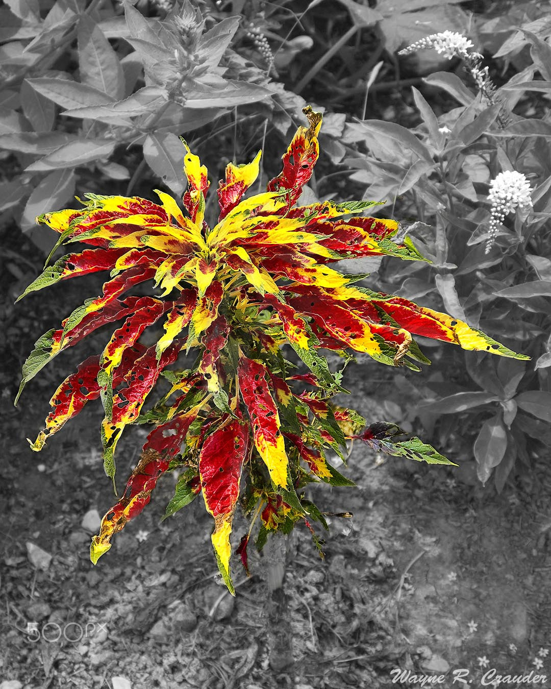Panasonic Lumix DMC-GF5 sample photo. Western kentucky botanical garden photography